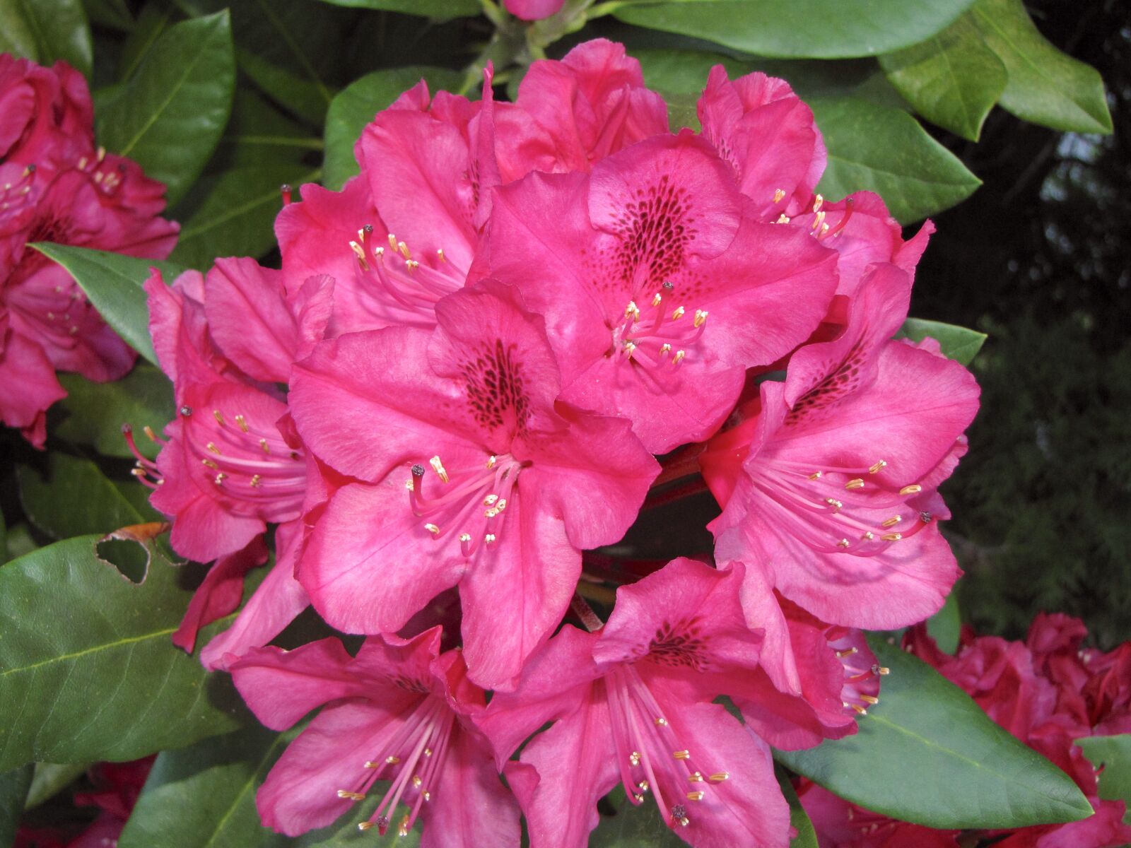 Canon PowerShot SX10 IS sample photo. British columbia, coquitlam, tree photography