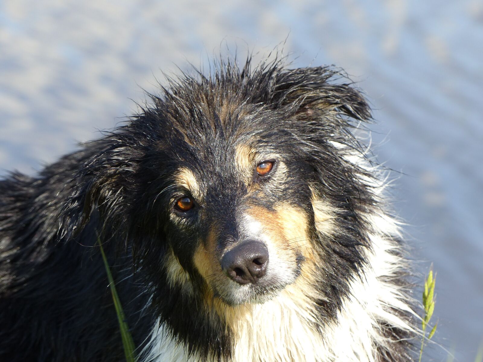 Panasonic Lumix DMC-FZ200 sample photo. Dog, dogs, pet photography