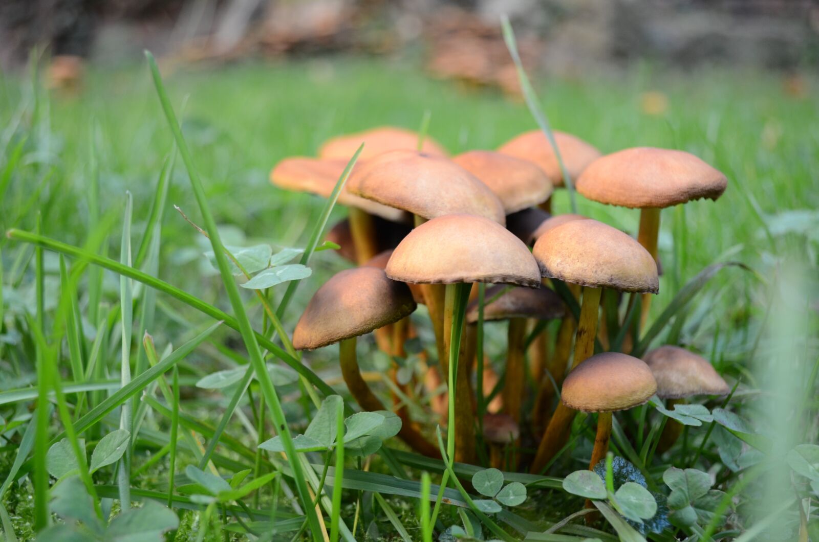 Nikon D5100 sample photo. Mushrooms, mushroom, autumn photography