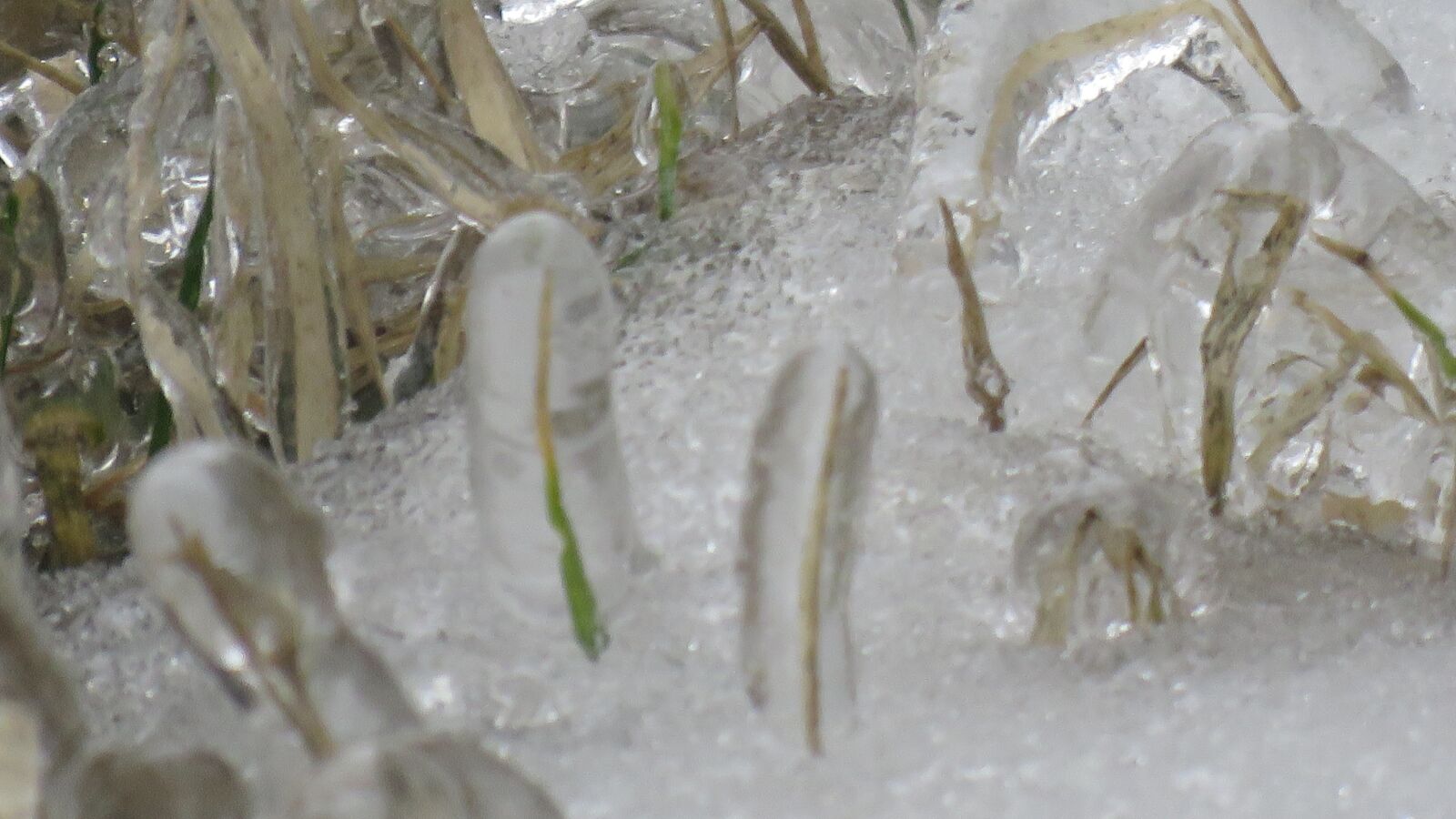 Canon PowerShot SX60 HS sample photo. Hoarfrost, winter, the ice photography