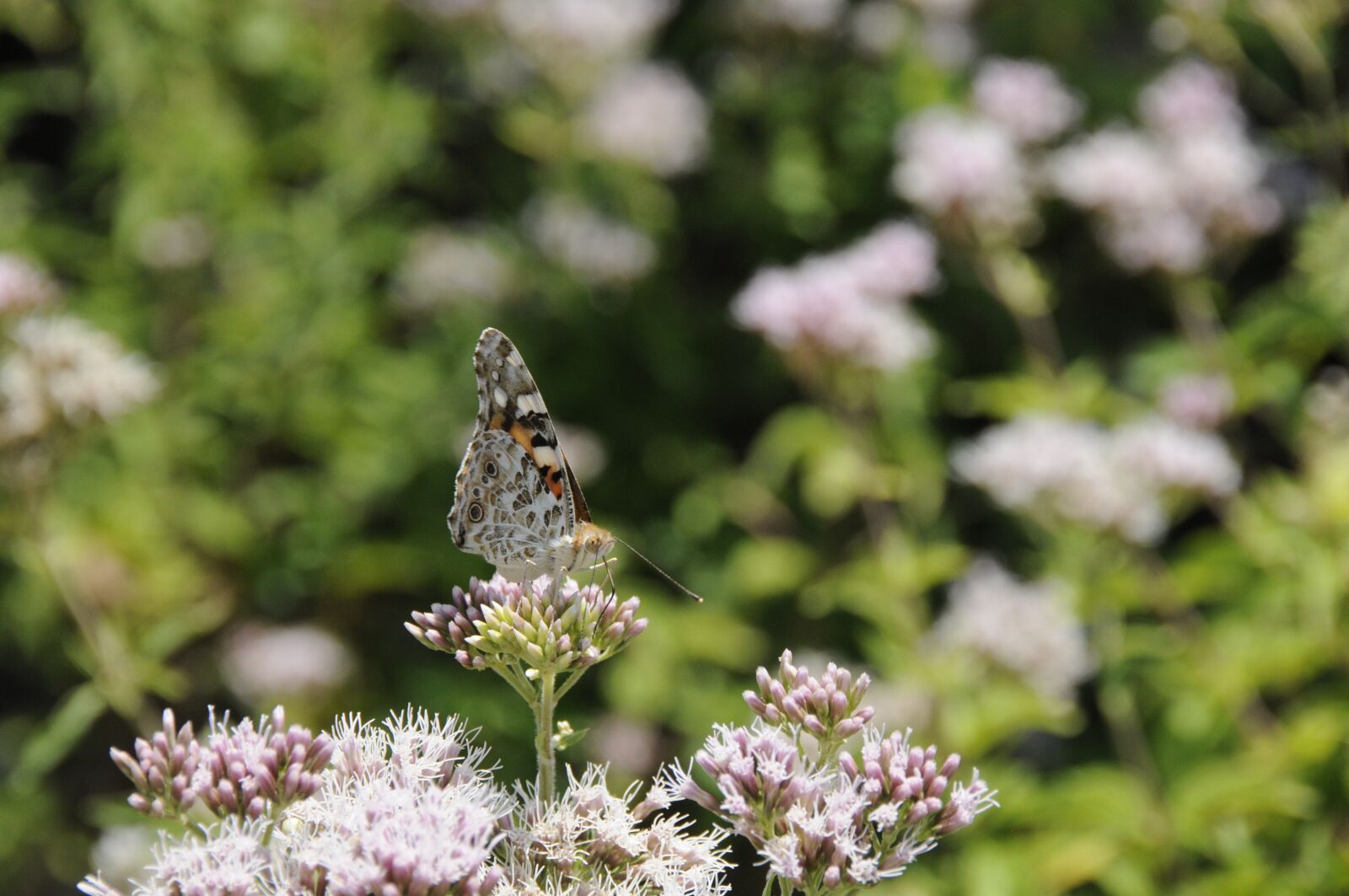 Nikon D300 sample photo. Butterfly, insect photography