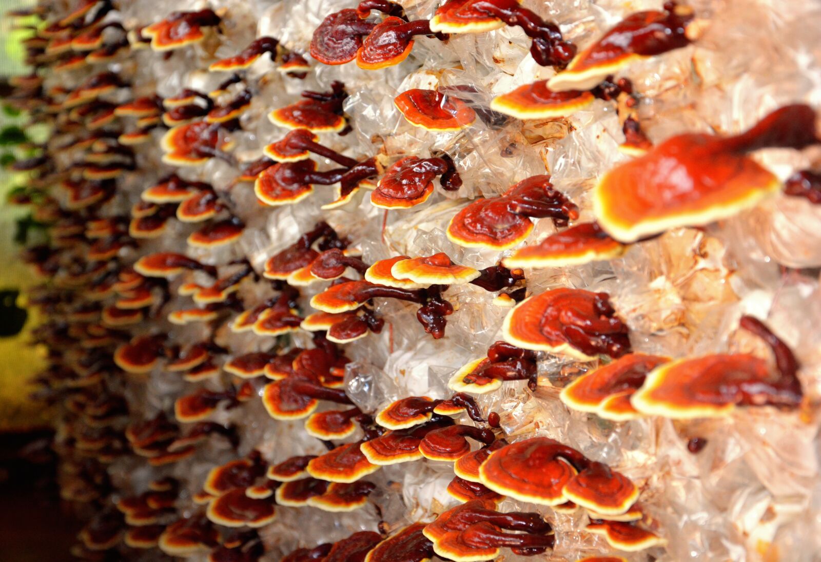 Nikon D5200 sample photo. Reishi, mushroom, plant photography