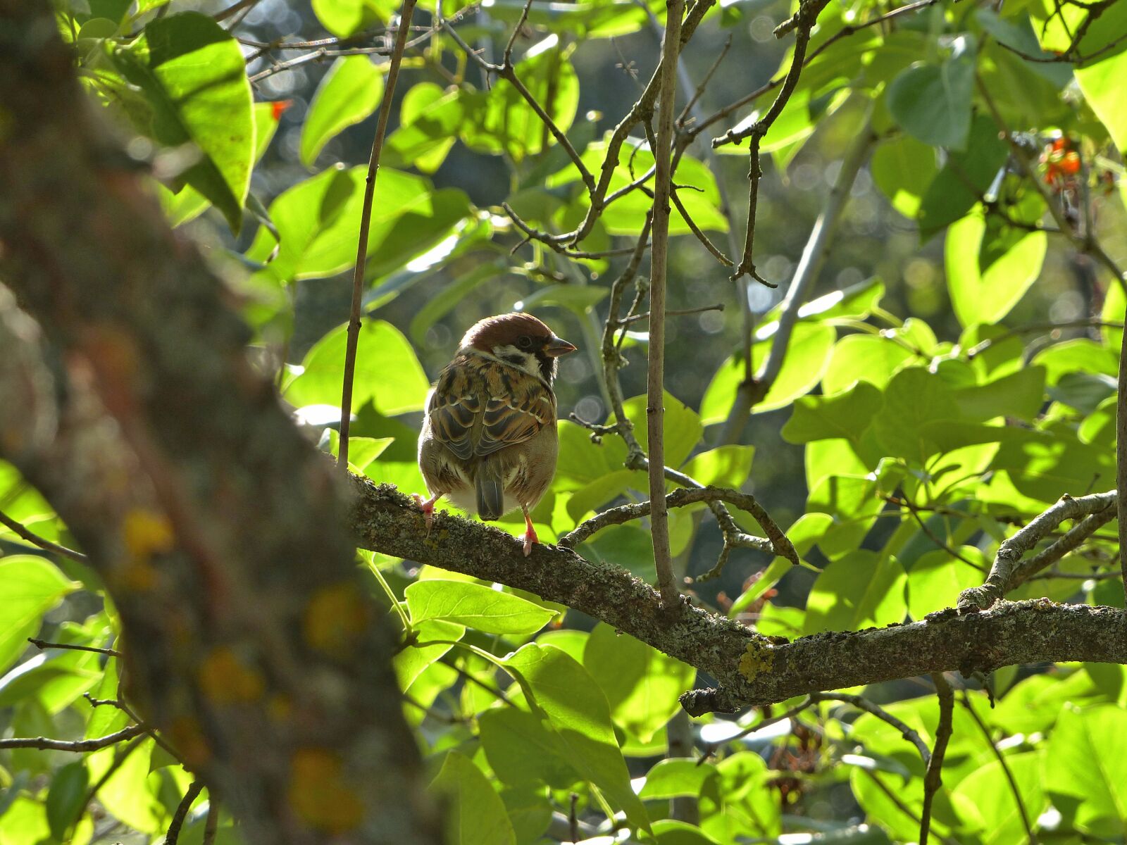 Panasonic Lumix DMC-FZ200 sample photo. Sparrow, birdie, bird photography