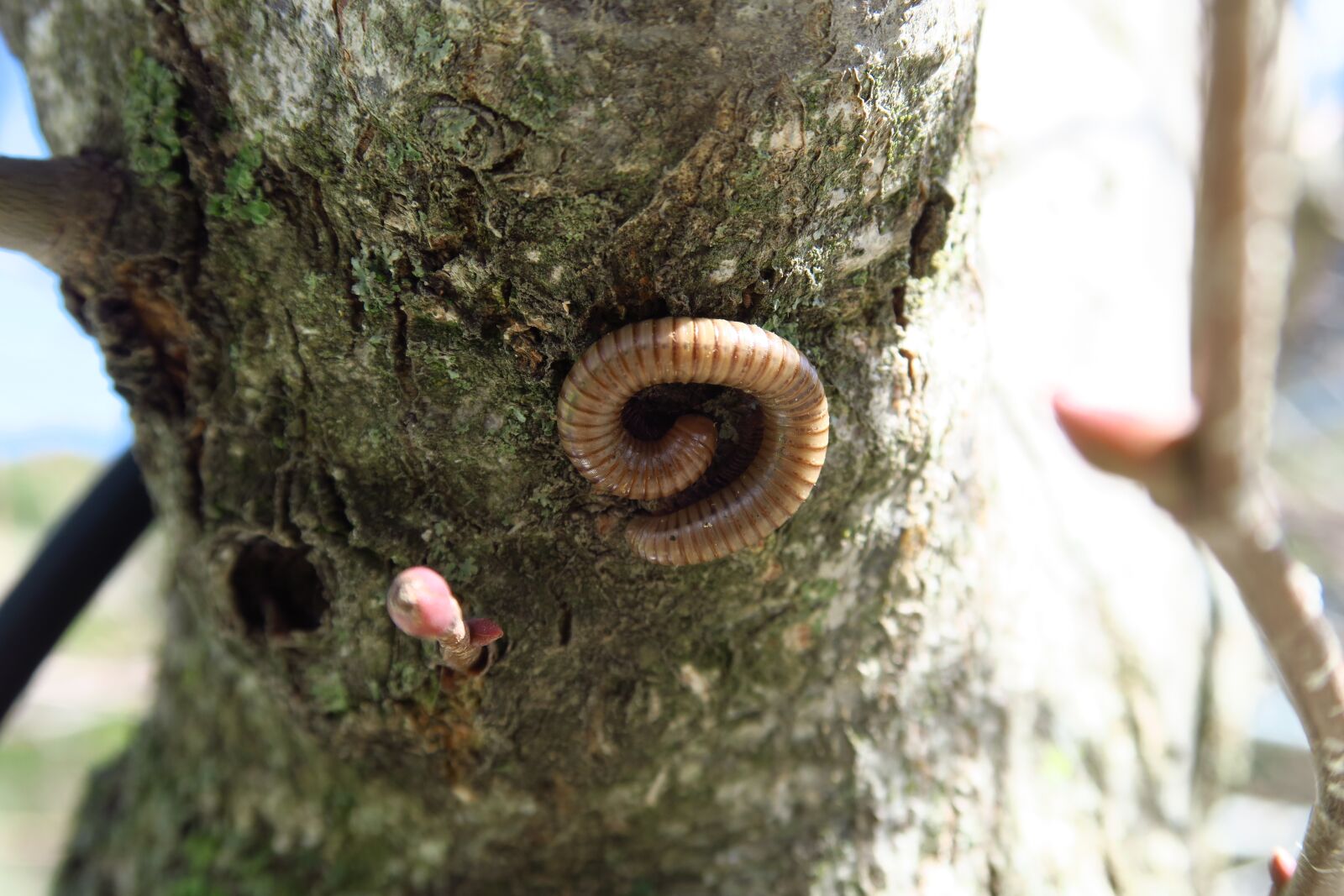 Canon PowerShot G7 X sample photo. Tree, worm, nature photography