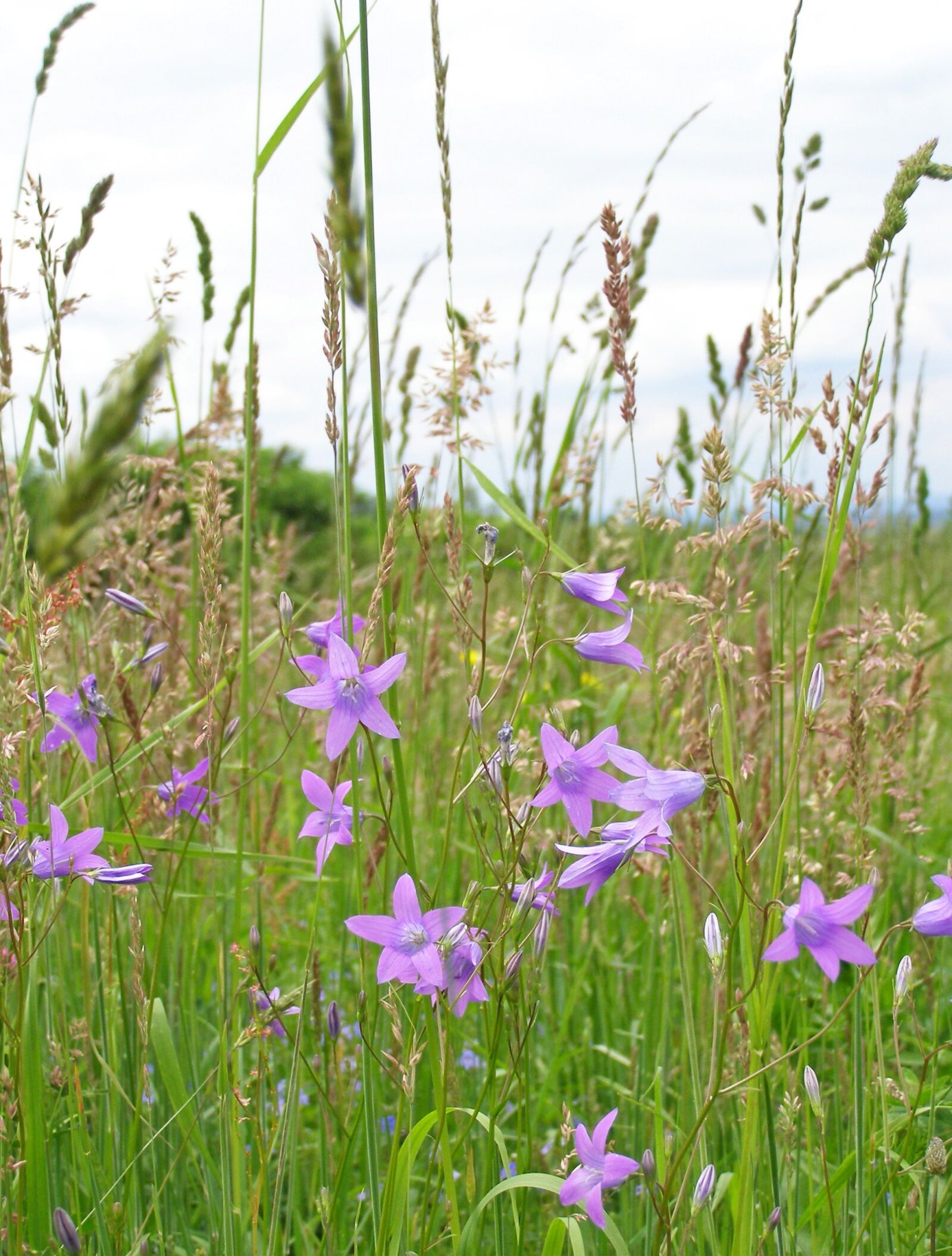 Olympus SP500UZ sample photo. Flowers, campanula patula, grass photography
