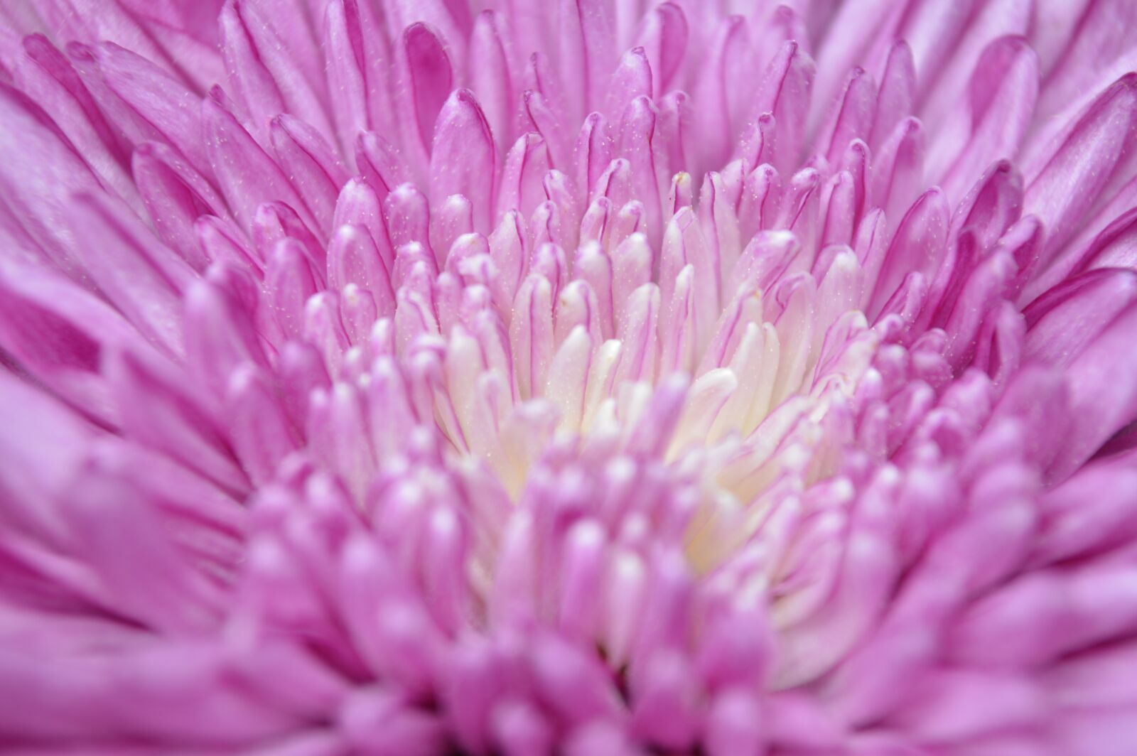 Nikon D3200 sample photo. Flower, petals, white photography