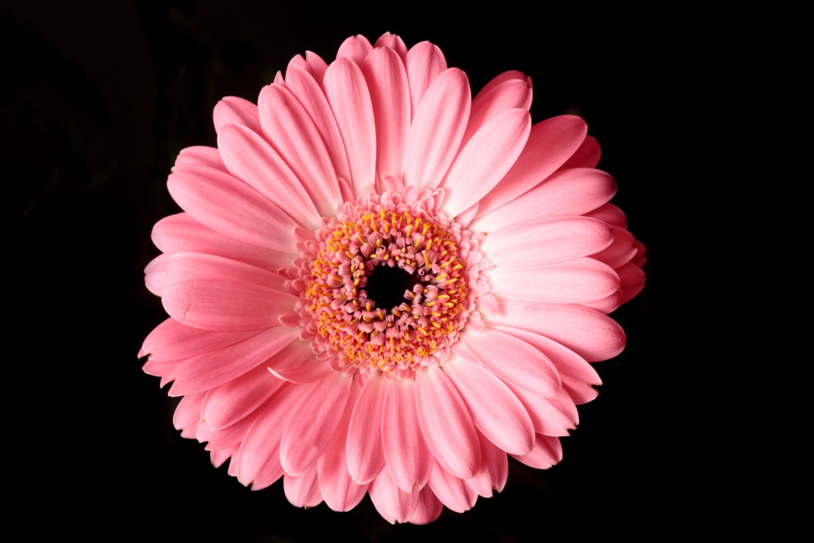 Canon EF 28-90mm f/4-5.6 sample photo. Flower, daisy, petals photography