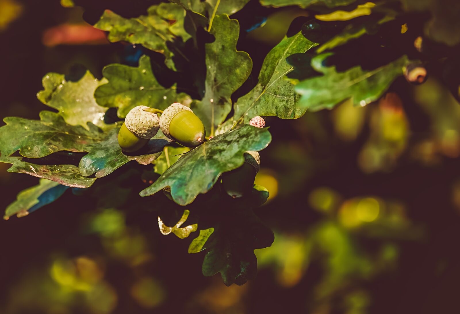 Fujifilm XF 55-200mm F3.5-4.8 R LM OIS sample photo. Acorns, acorn, oak leaves photography