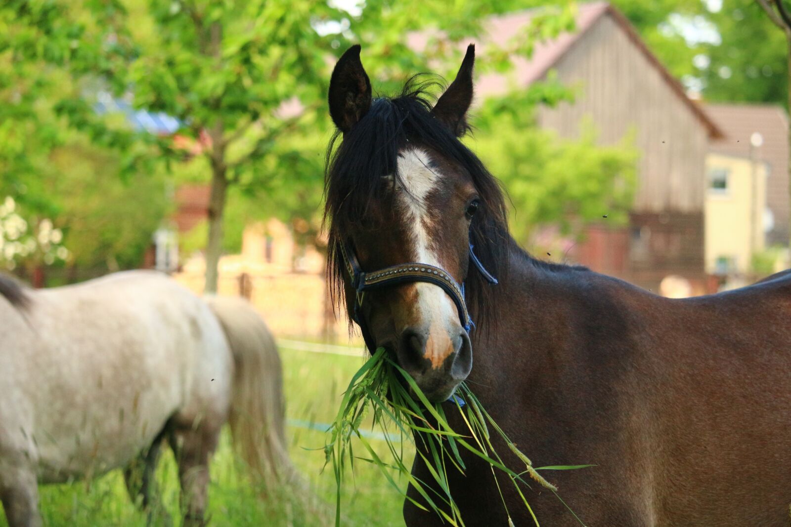 Canon EOS 100D (EOS Rebel SL1 / EOS Kiss X7) sample photo. Horse, yearling, brown mold photography