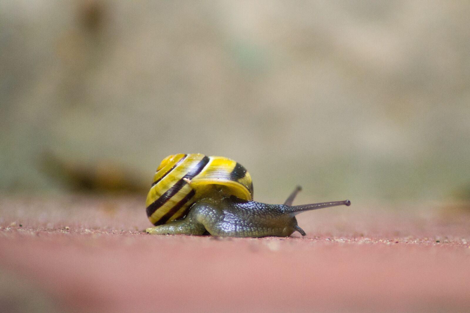 Nikon D3100 sample photo. Snail, shell, mollusk photography