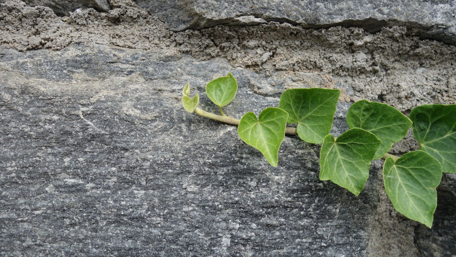Sony Cyber-shot DSC-RX100 II sample photo. Stone wall, ivy, hedera photography