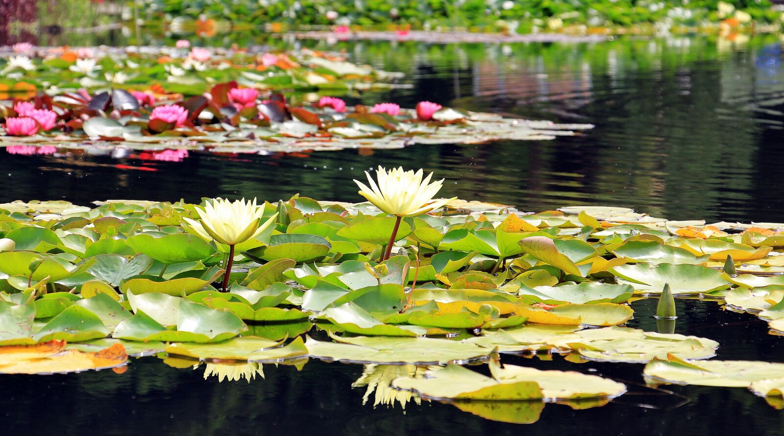 Canon EOS 550D (EOS Rebel T2i / EOS Kiss X4) sample photo. Water lilies, nuphar, aquatic photography