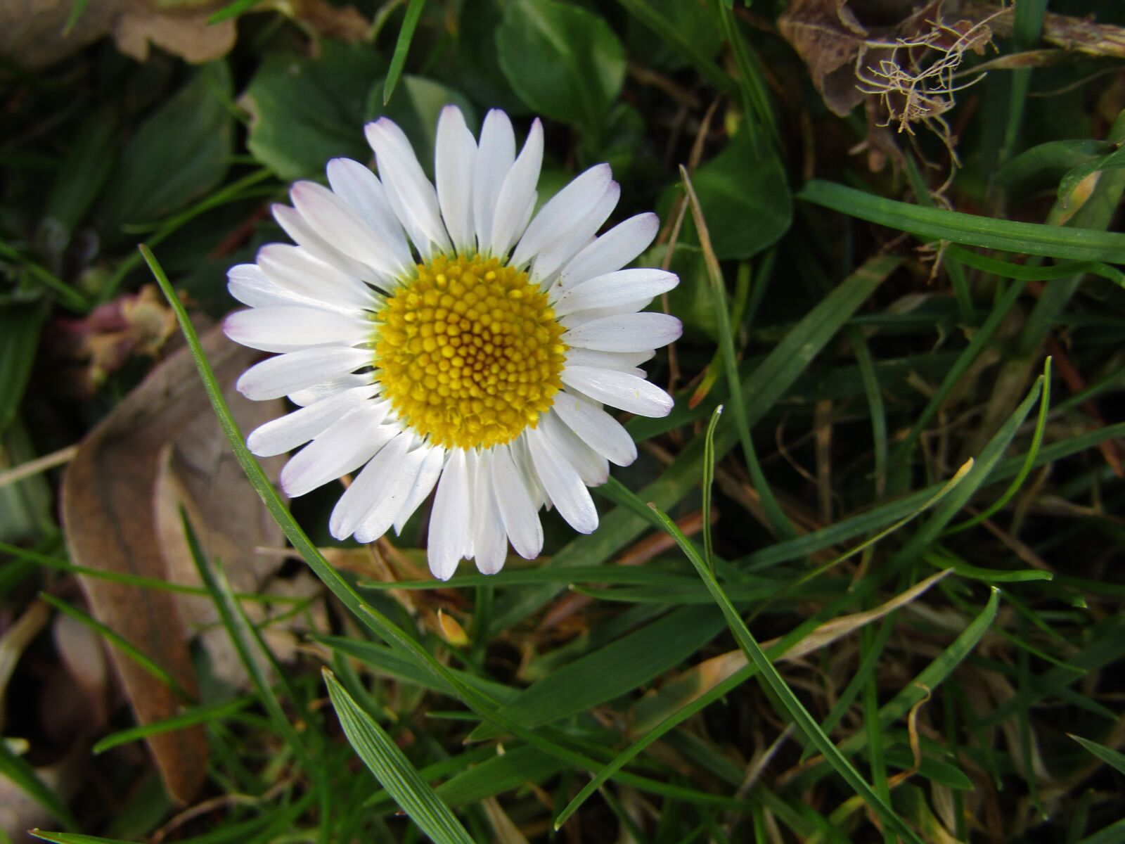 Canon POWERSHOT SX432 IS sample photo. Marie flower, daisy, small photography