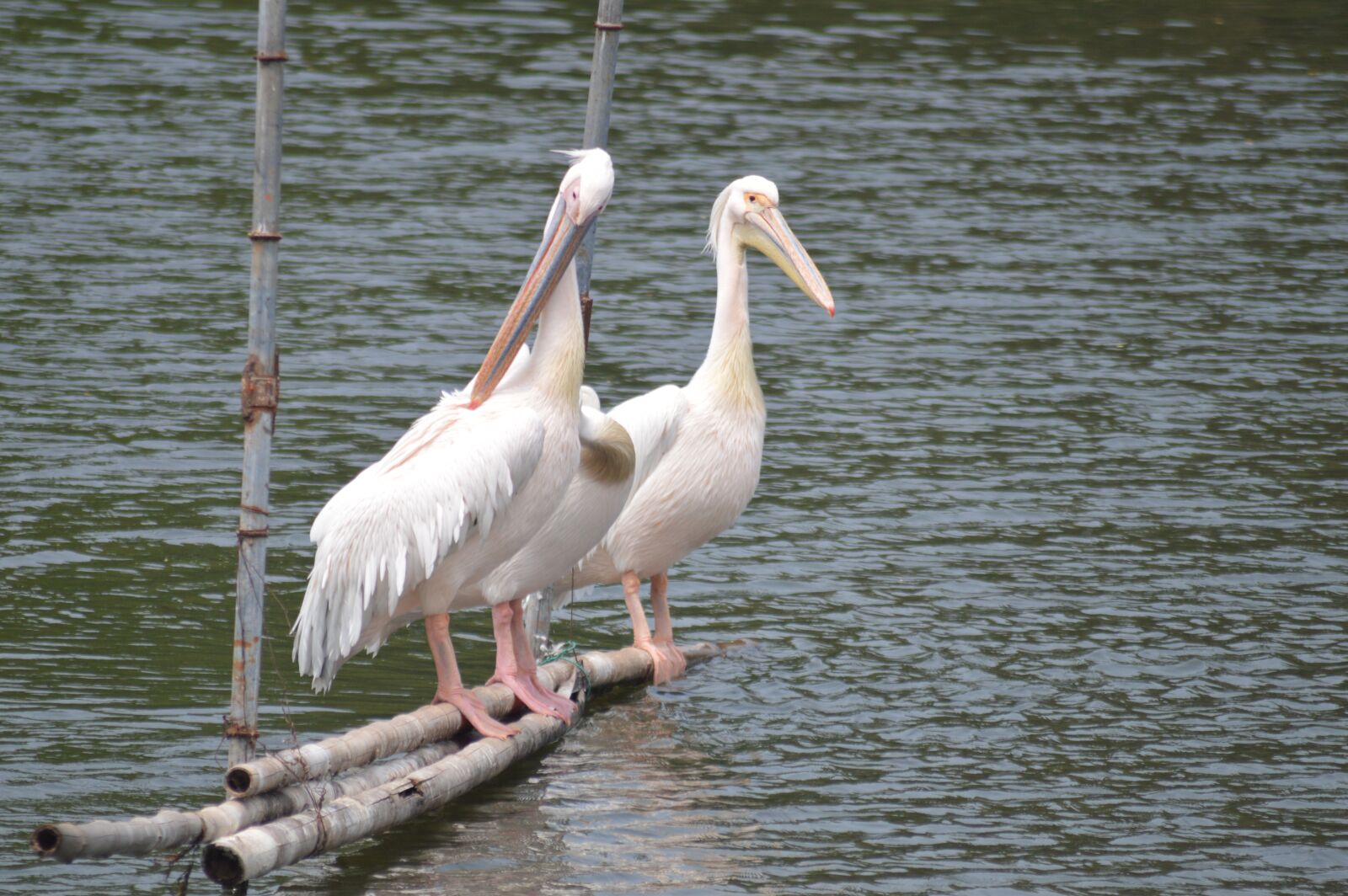 Nikon D3200 sample photo. Water, nature, bird photography