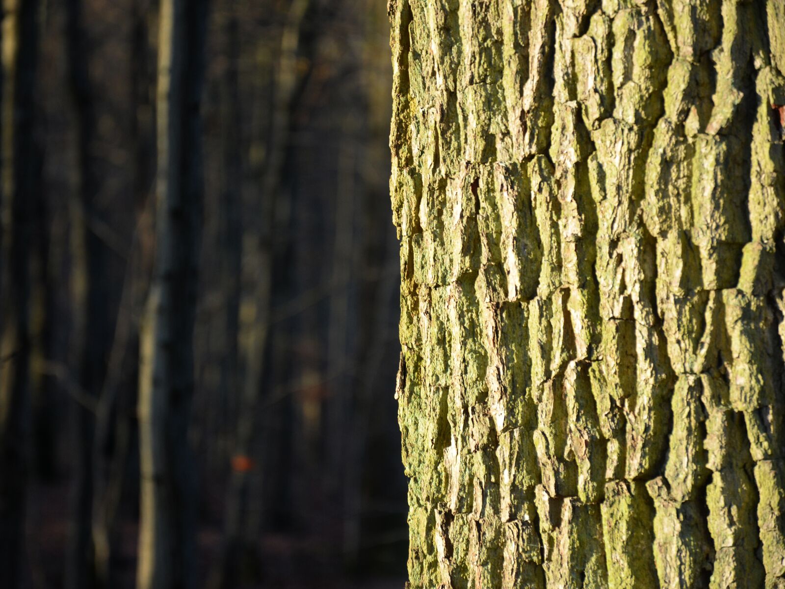 Nikon D5100 sample photo. Trunk, oak, tree photography