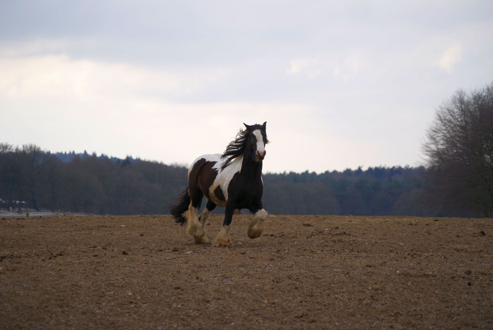 Sony Alpha DSLR-A200 sample photo. Horse, coupling, gallop photography