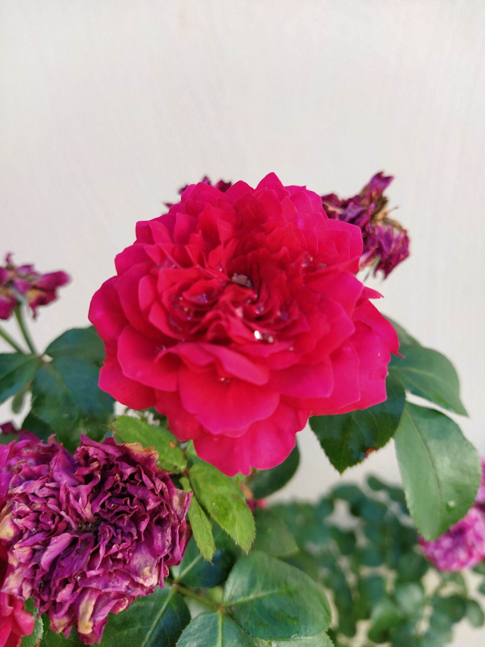 Xiaomi Mi A3 sample photo. Flowers, day, rosa photography