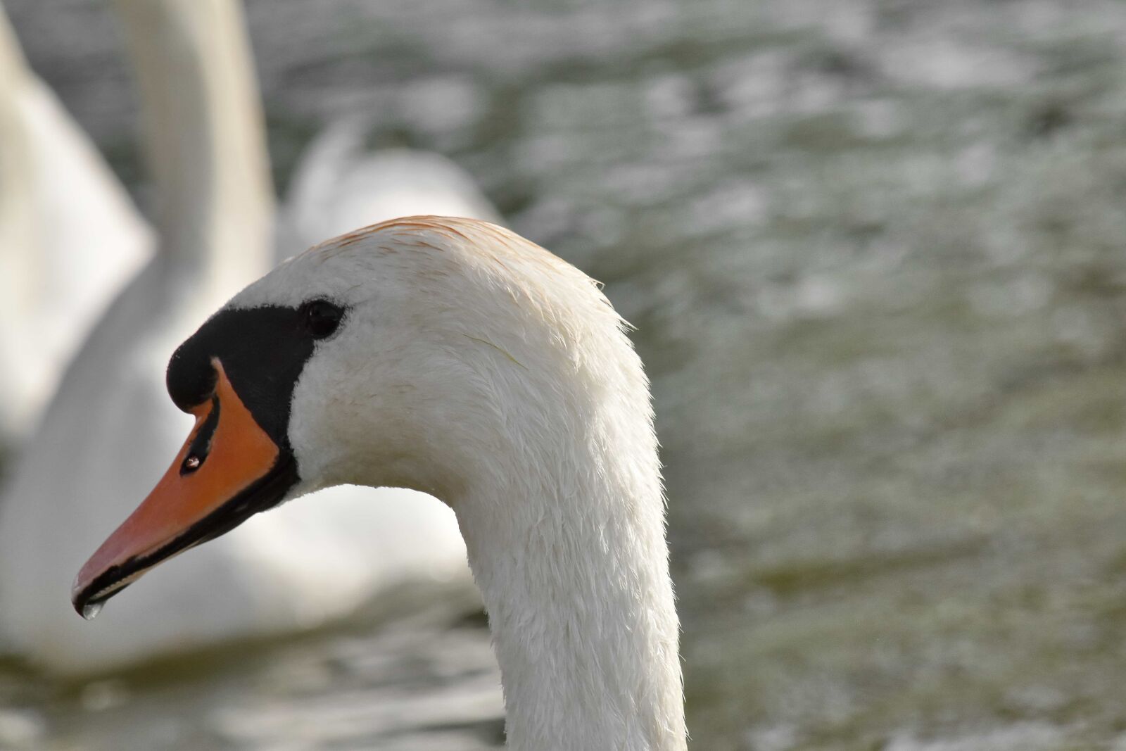 Nikon D5500 sample photo. Waterfowl, swan, wildlife, bird photography