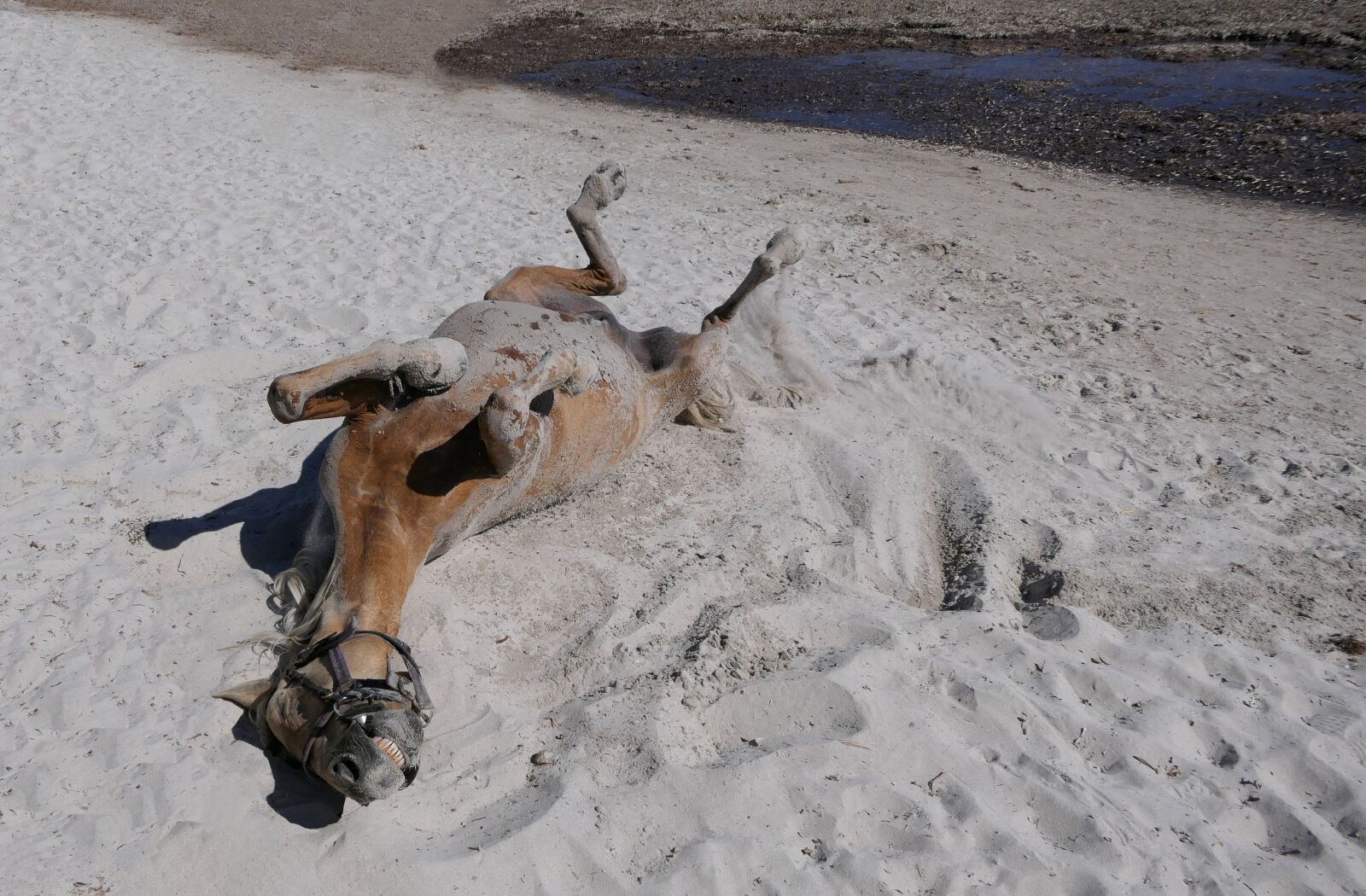 Panasonic Lumix DMC-FZ2500 (Lumix DMC-FZ2000) sample photo. Horse, beach, rolls photography