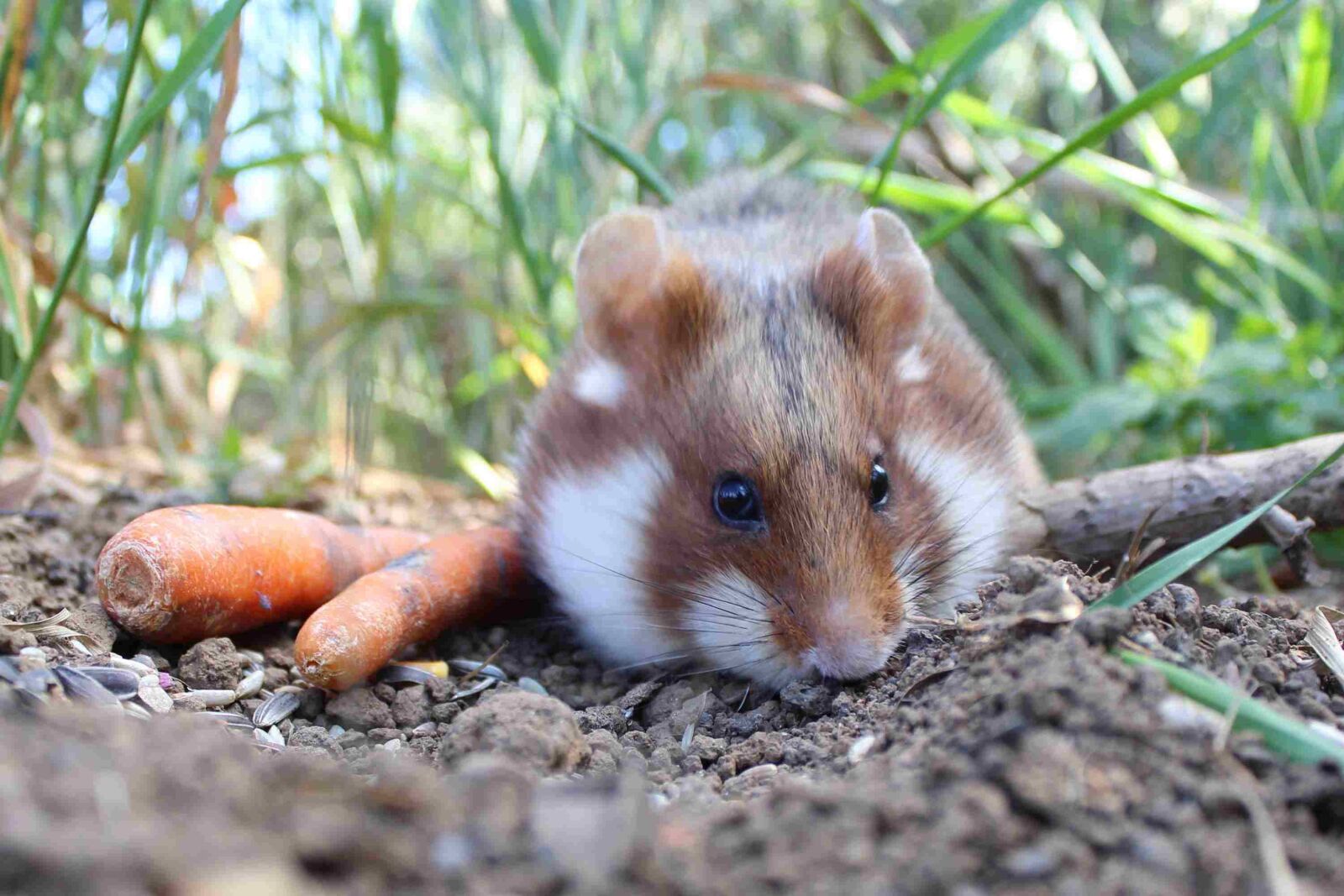 Canon EOS 600D (Rebel EOS T3i / EOS Kiss X5) sample photo. Hamster, head, nature photography