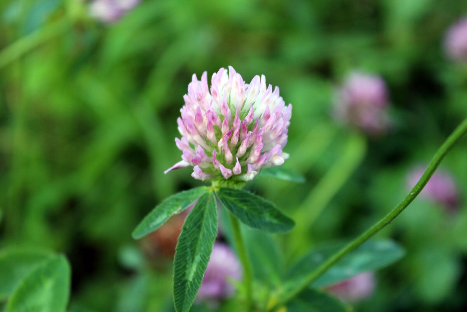 Canon EOS 1200D (EOS Rebel T5 / EOS Kiss X70 / EOS Hi) sample photo. Plant, clover, meadow photography