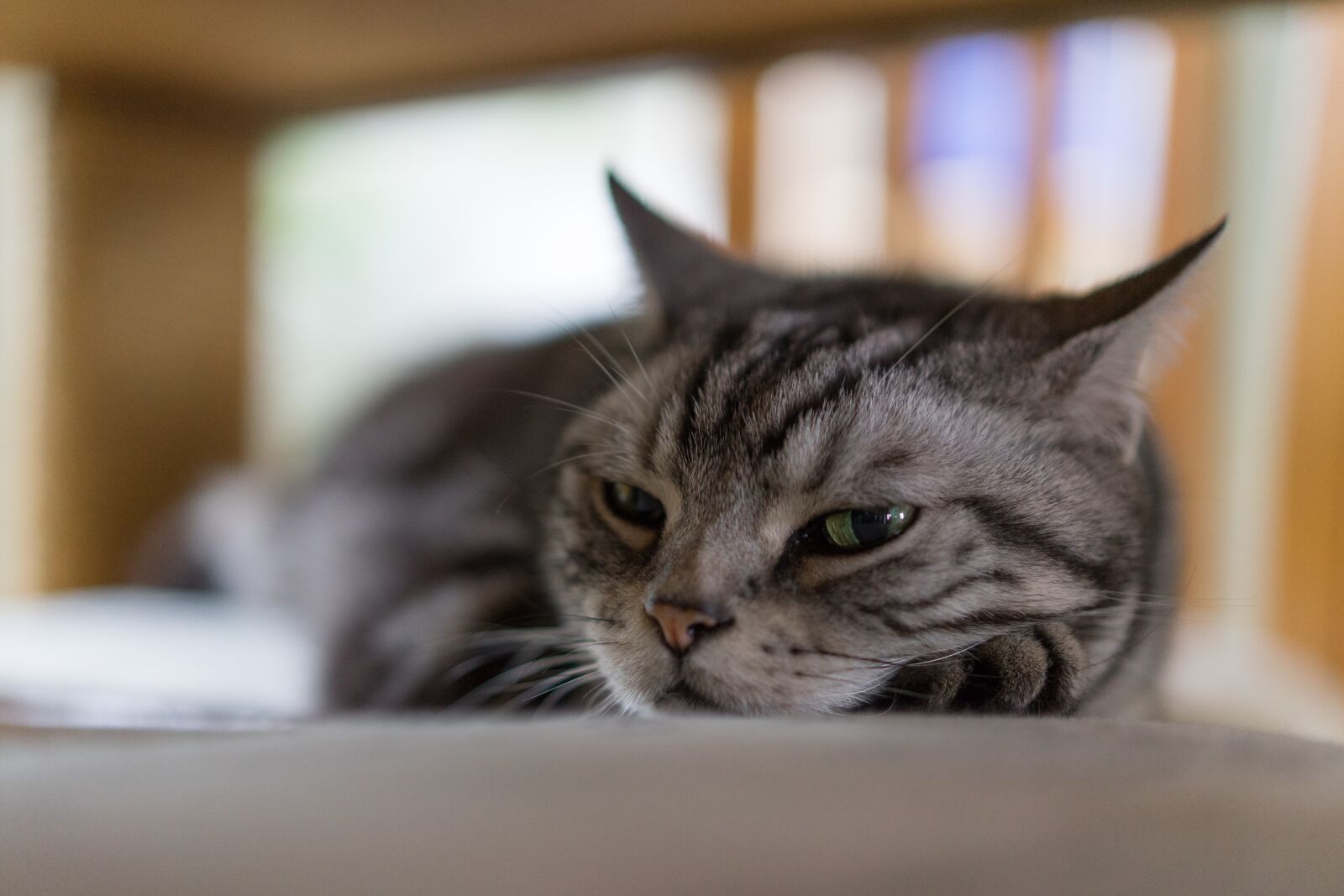 Sony a7 II + Sony Sonnar T* FE 55mm F1.8 ZA sample photo. Cat, afternoon, nap photography