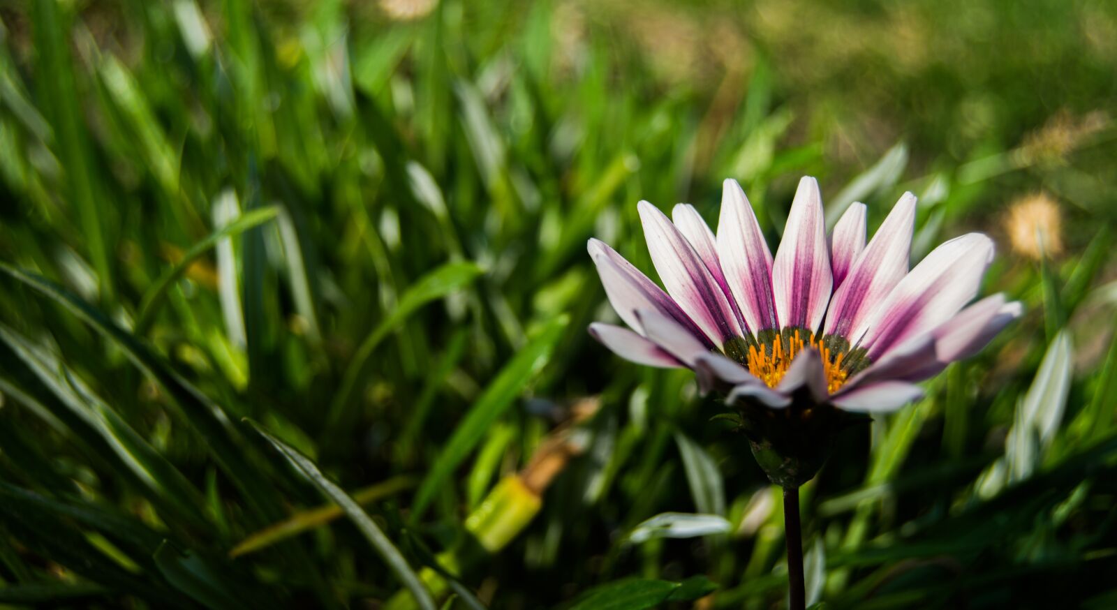 Nikon D3300 sample photo. Flower, flowers, green photography