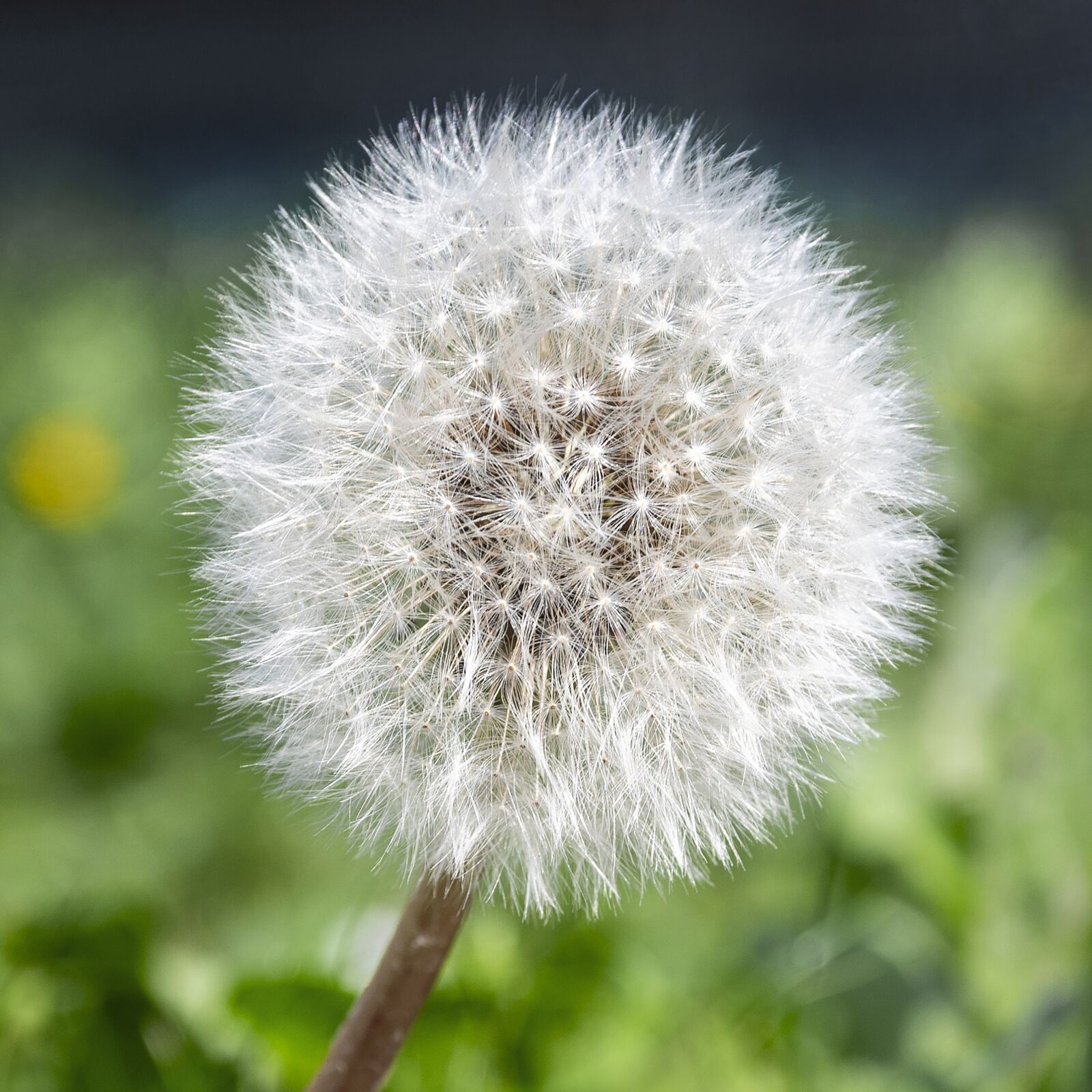 Nikon D500 sample photo. Flower, dandelion, flowers photography