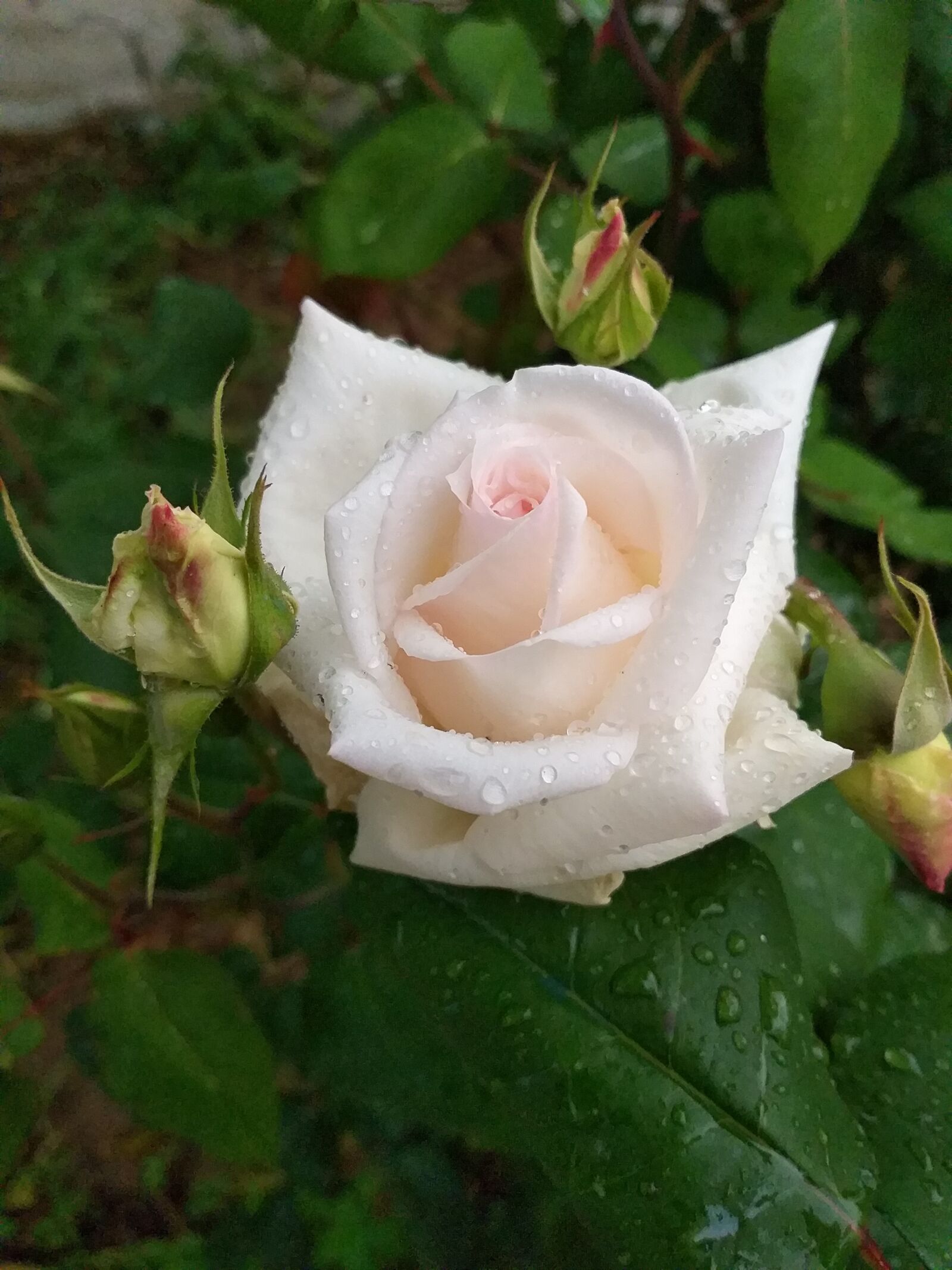 Samsung Galaxy A6+ sample photo. Rose, rain, garden photography