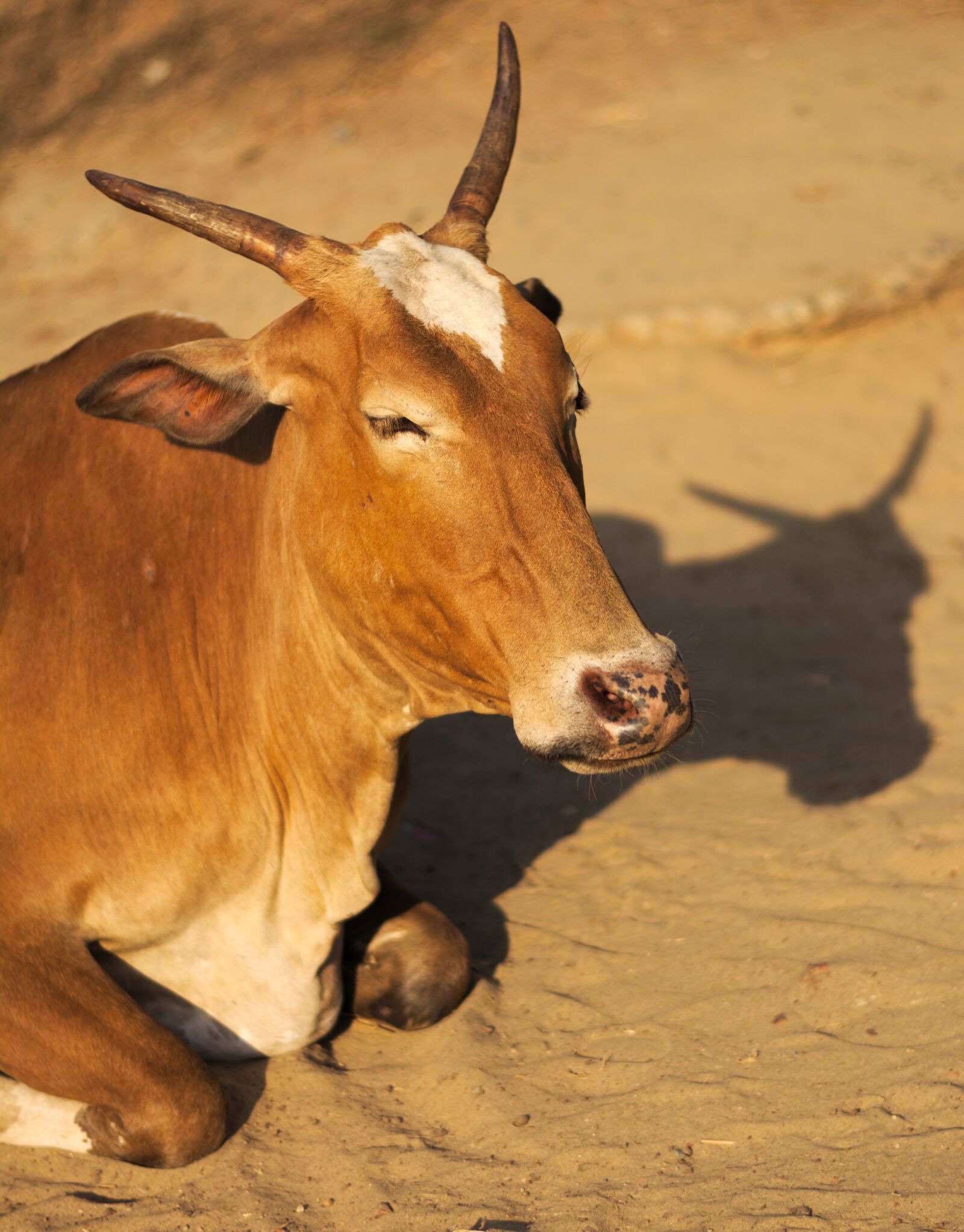 Nikon D5200 sample photo. Cow, animal, head photography
