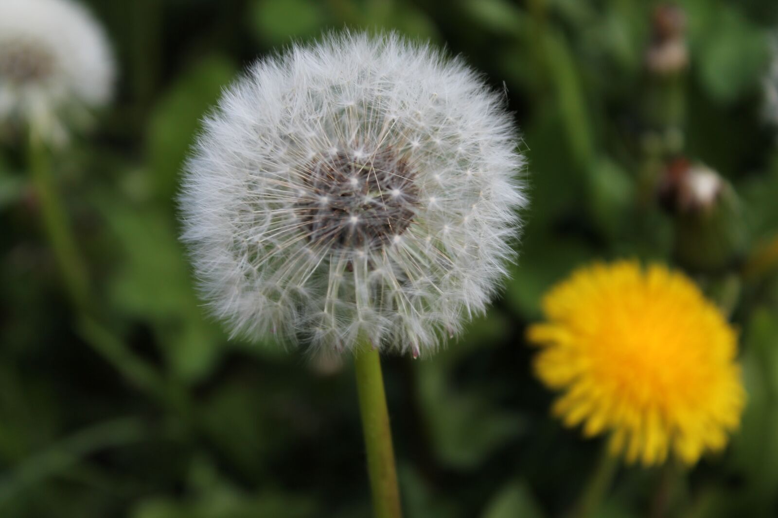 Canon EOS 1100D (EOS Rebel T3 / EOS Kiss X50) sample photo. Sonchus oleraceus, meadow, flower photography