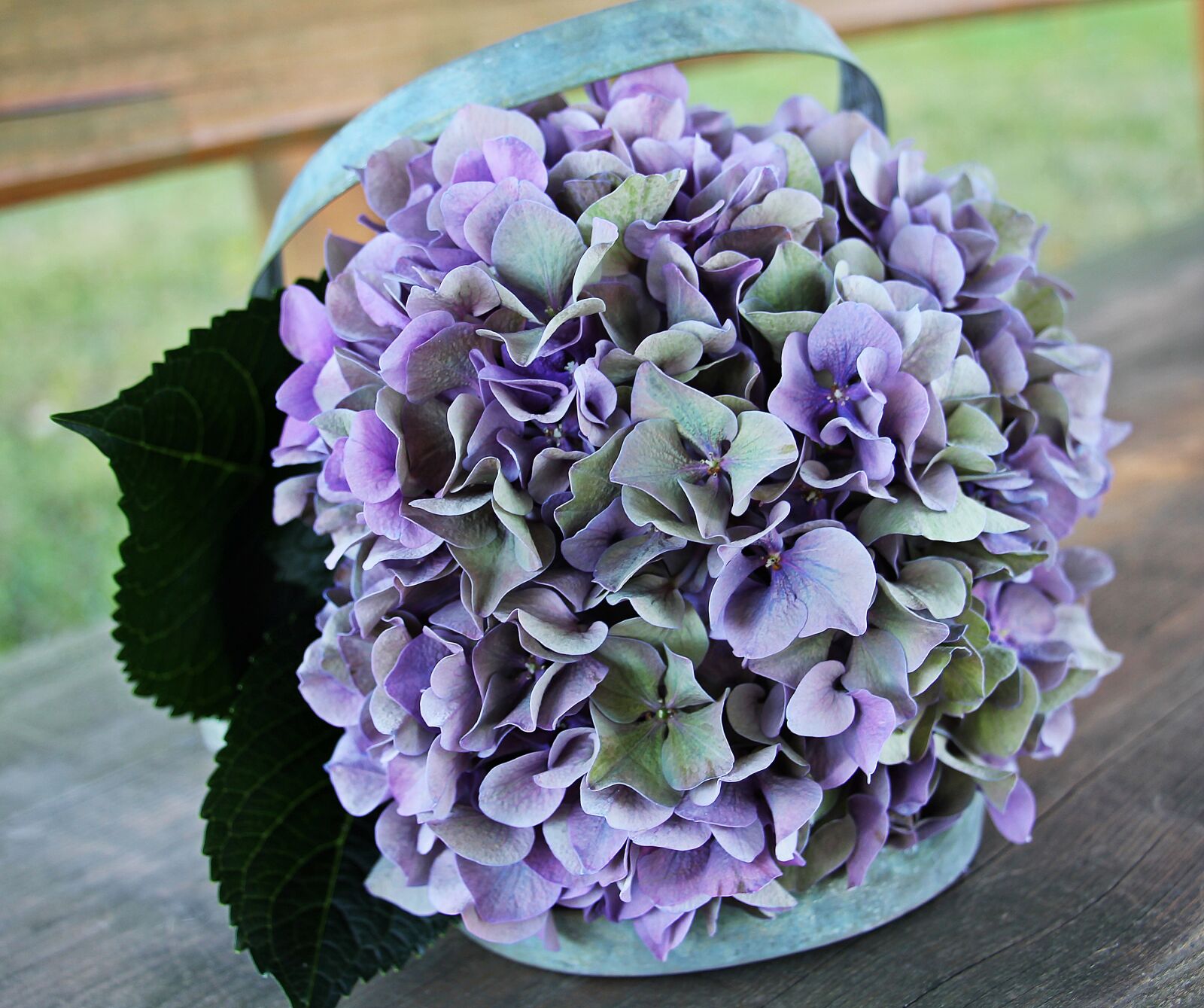 Canon EOS 550D (EOS Rebel T2i / EOS Kiss X4) sample photo. Hydrangea, flower, blossom photography
