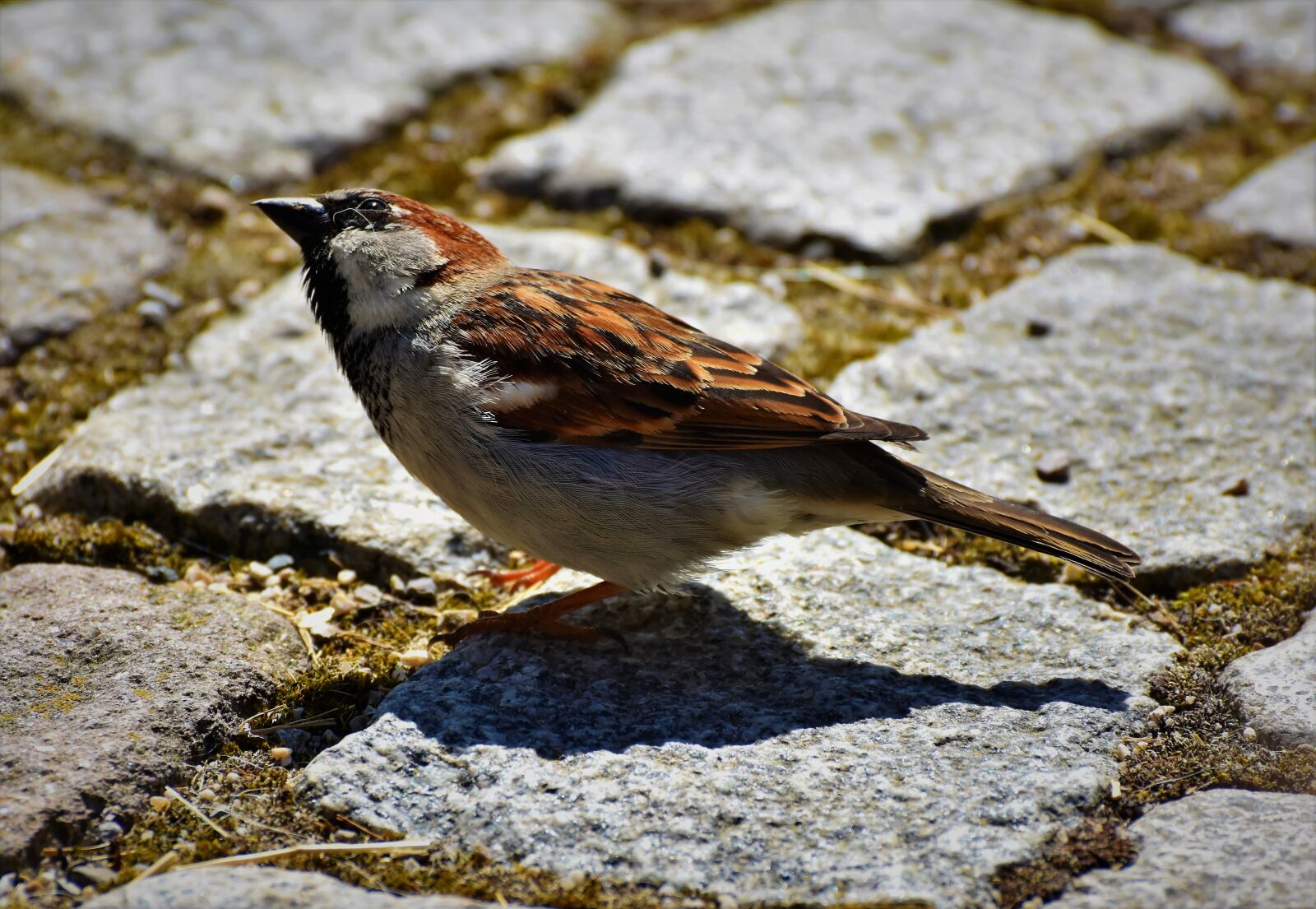 Nikon D7200 sample photo. Sparrow, sperling, bird photography