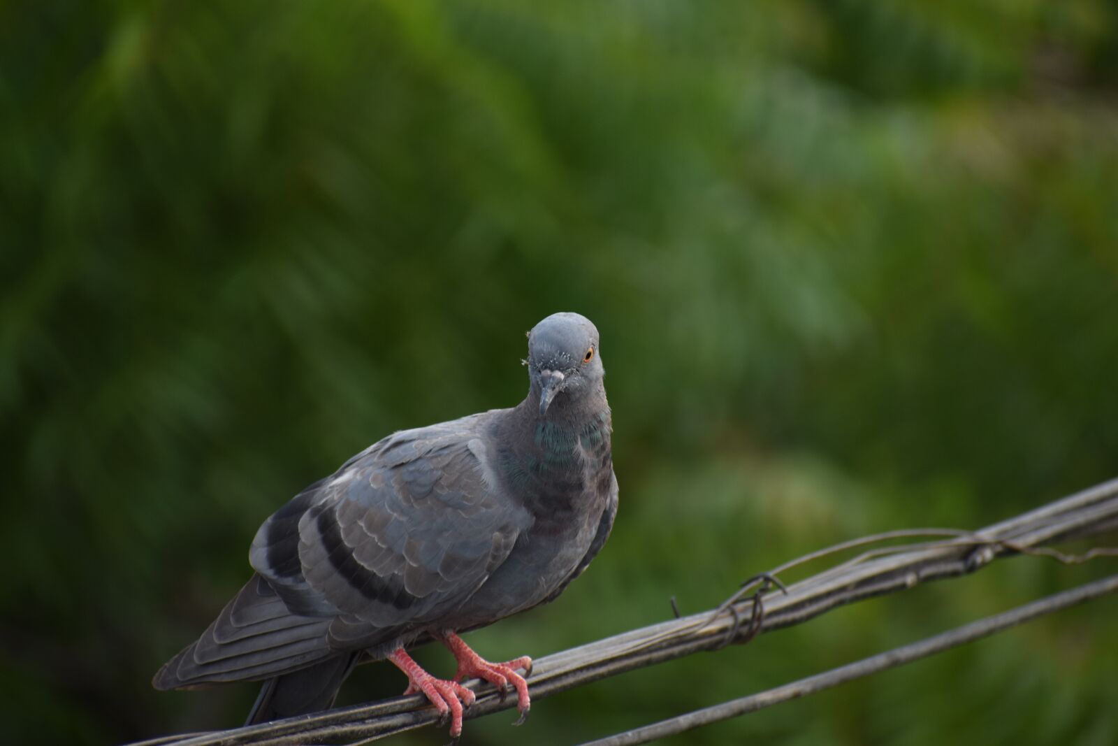 Nikon D5600 sample photo. Pigeon, bird, dove photography