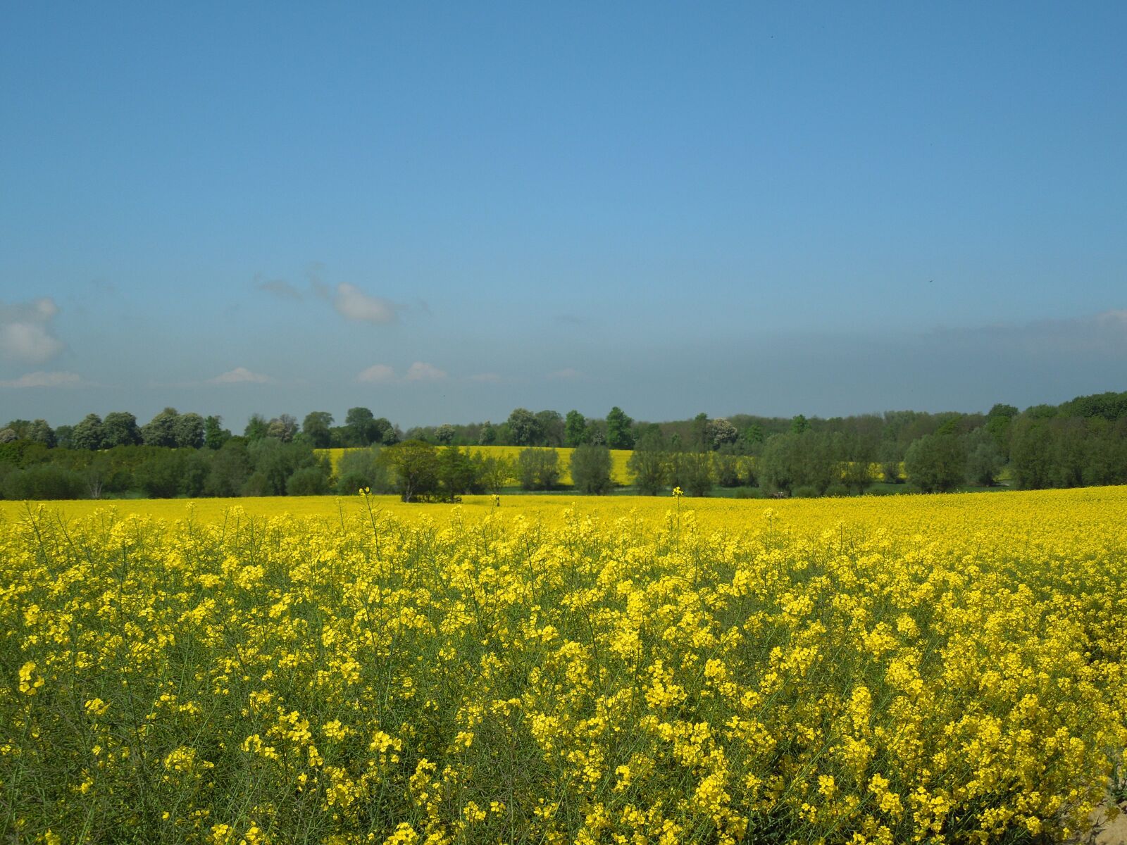 Nikon Coolpix S8200 sample photo. Field of rapeseeds, blue photography