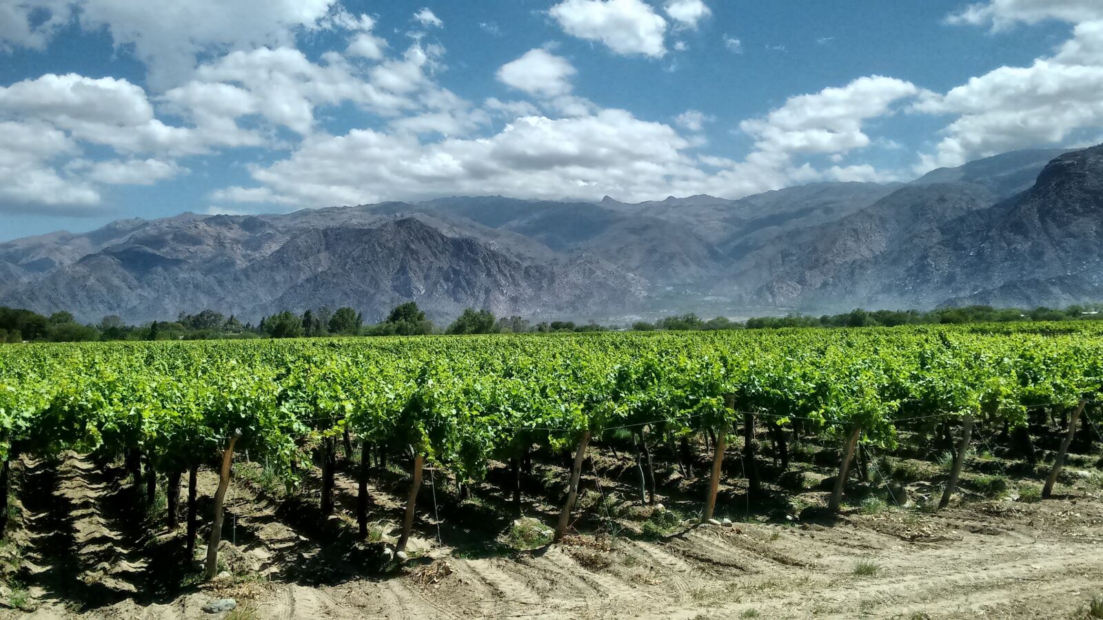 Motorola Moto G (2nd Gen) sample photo. Cafayates, argentina, vineyards photography