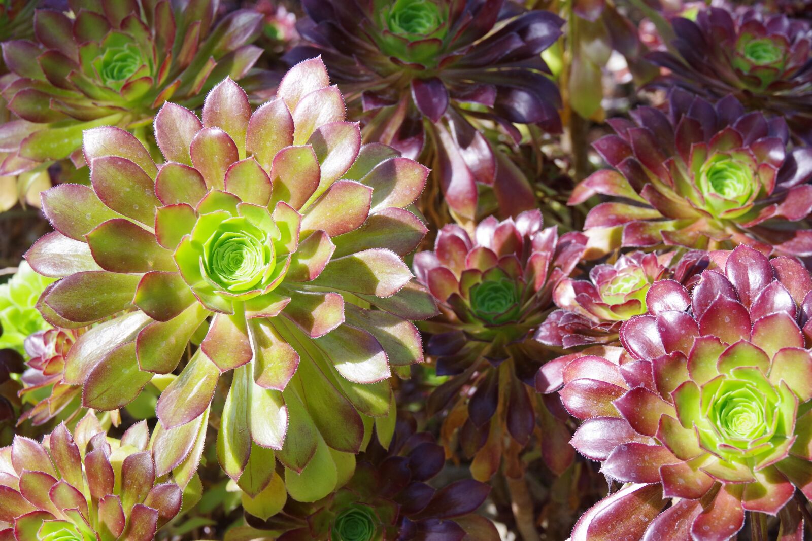 Pentax K-70 sample photo. Nature, plant, flower photography