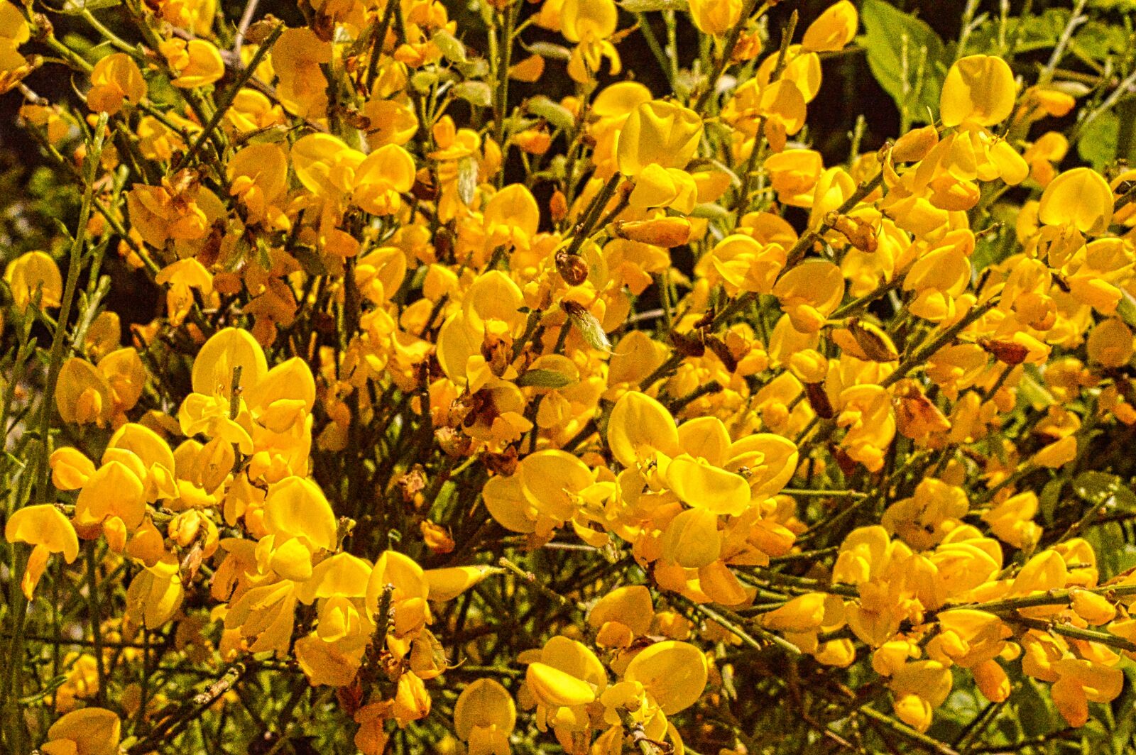 Nikon D3200 sample photo. Broom, flower, nature photography