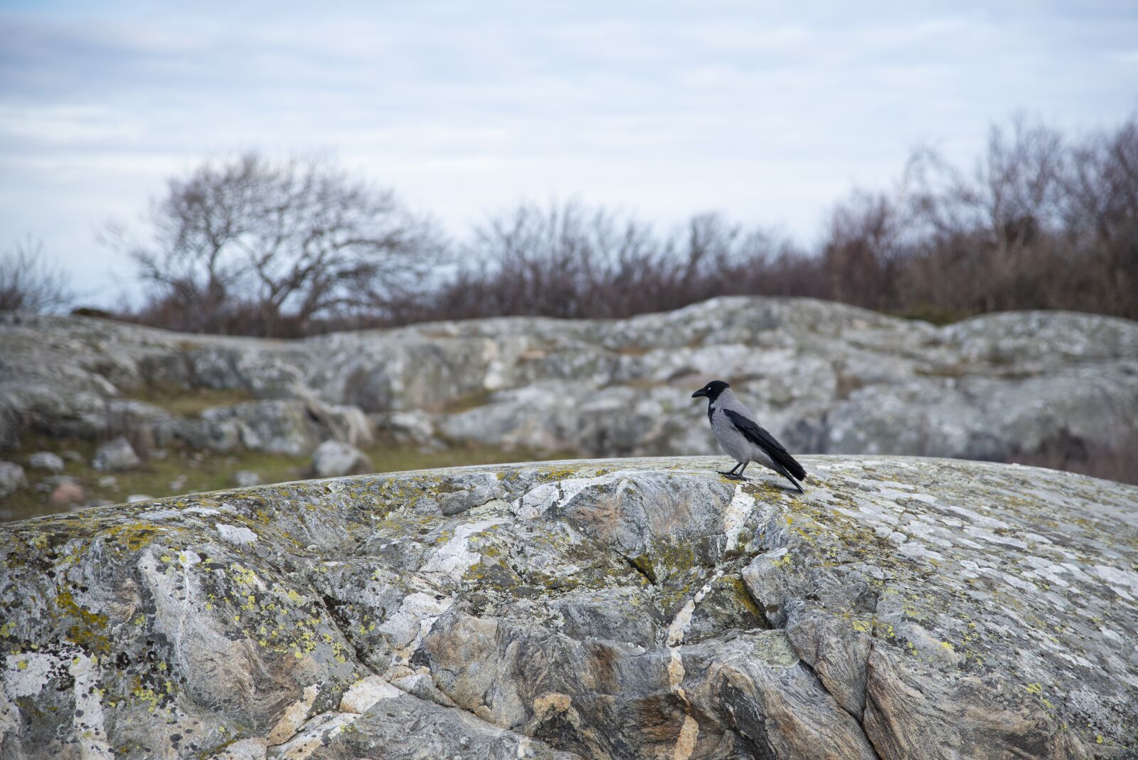Nikon D750 sample photo. Crow, bird, cliffs photography