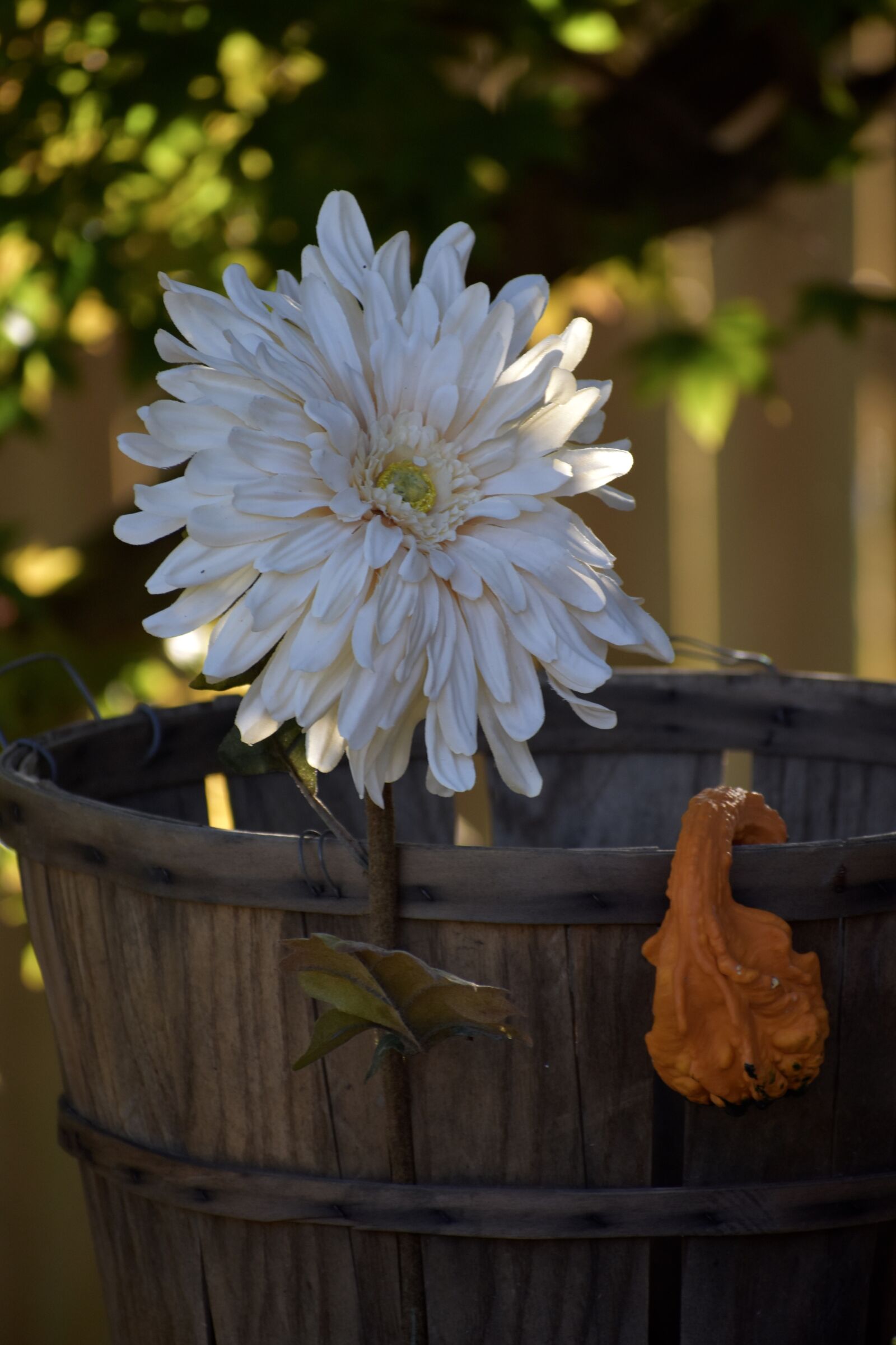 Nikon D3400 sample photo. Flower, daisy, petals photography