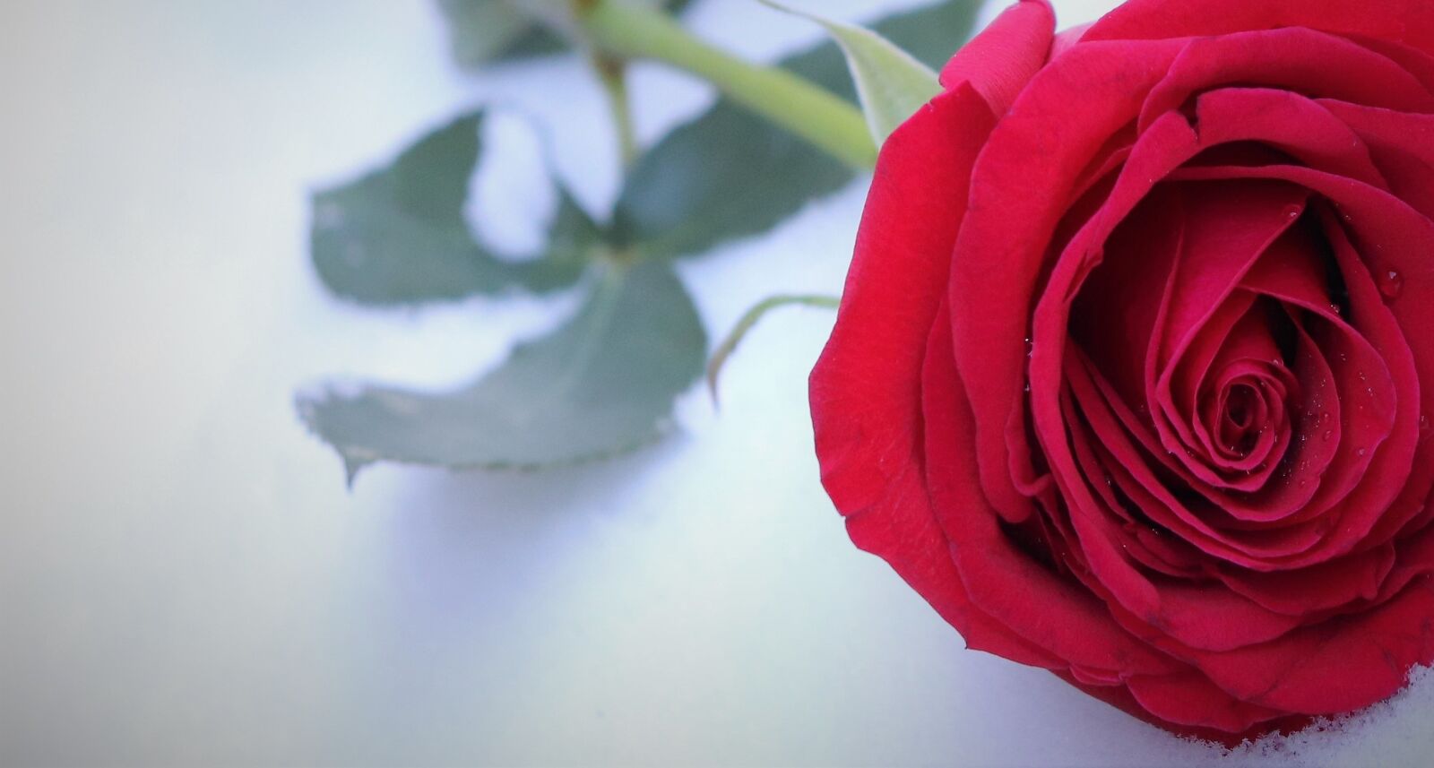 Canon EOS 200D (EOS Rebel SL2 / EOS Kiss X9) sample photo. Red rose in snow photography