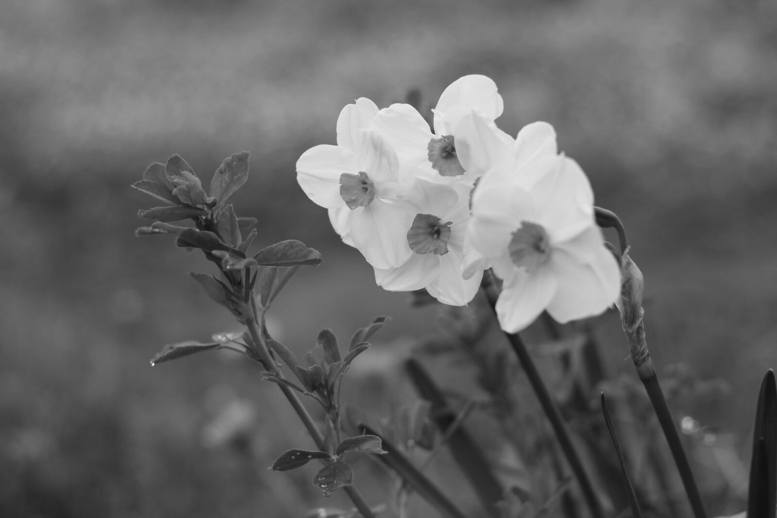 Canon EOS 650D (EOS Rebel T4i / EOS Kiss X6i) + Canon EF 50mm F1.8 STM sample photo. Beautiful, flowers, flower photography