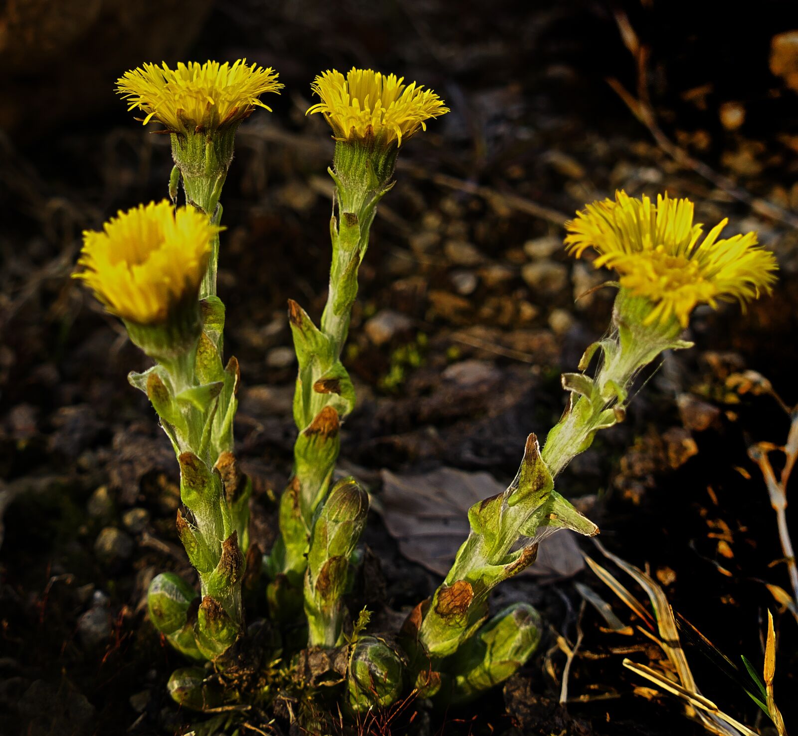 Panasonic Lumix DMC-FZ1000 sample photo. Tussilago farfara, blossom, bloom photography