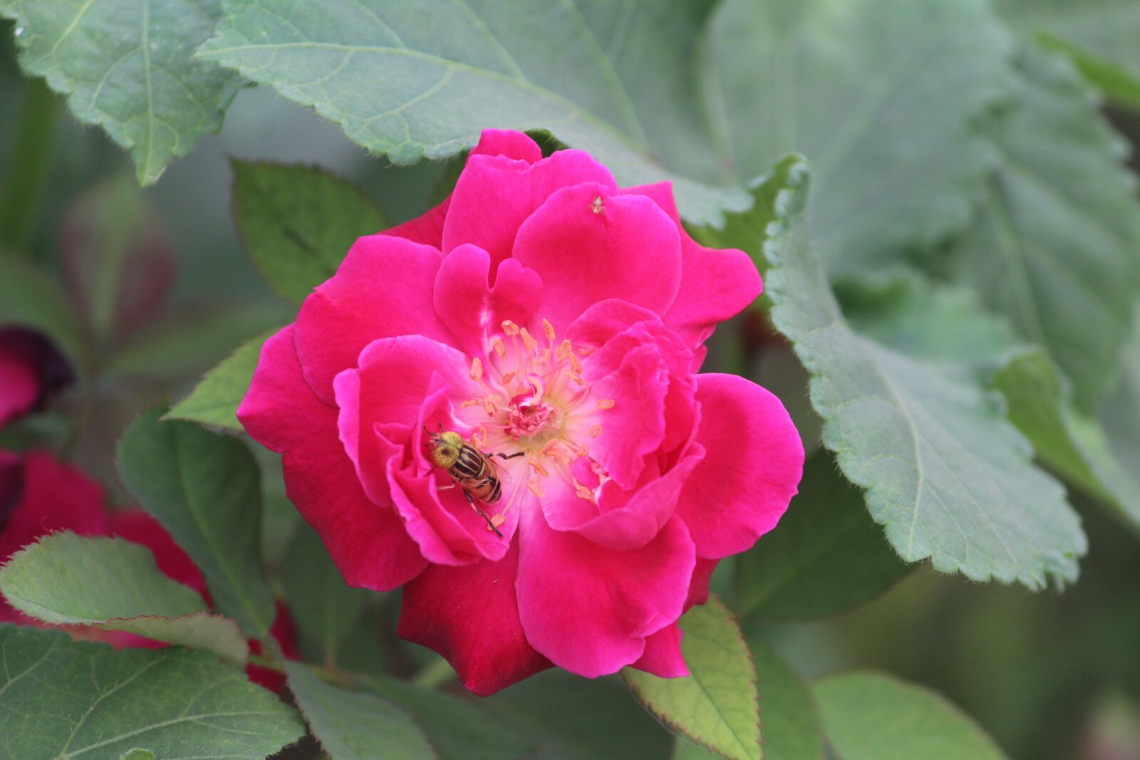 Canon EOS 1200D (EOS Rebel T5 / EOS Kiss X70 / EOS Hi) sample photo. Rose, bee on a photography