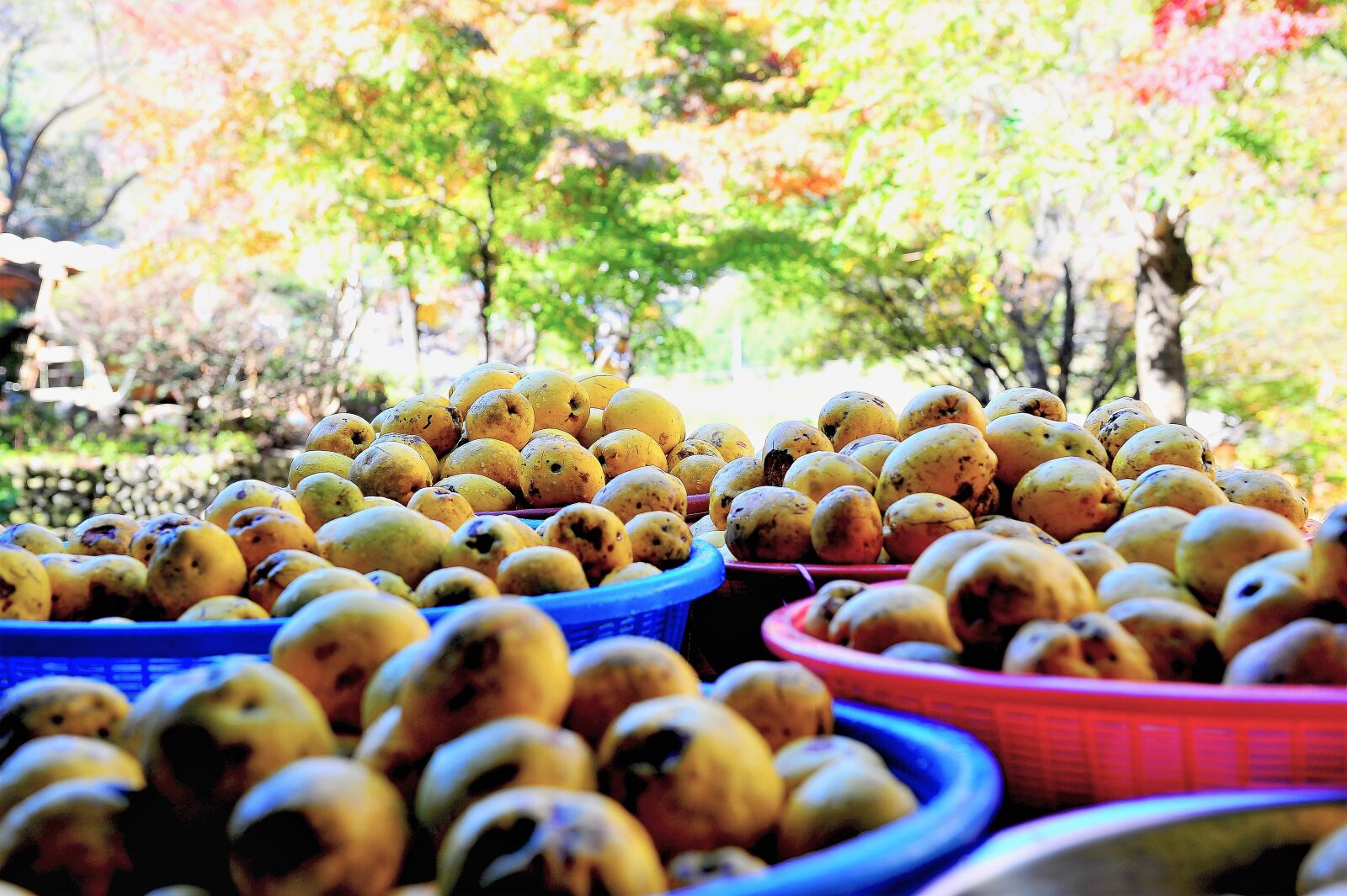 Nikon D3S sample photo. Fruit, autumn, chinese quince photography