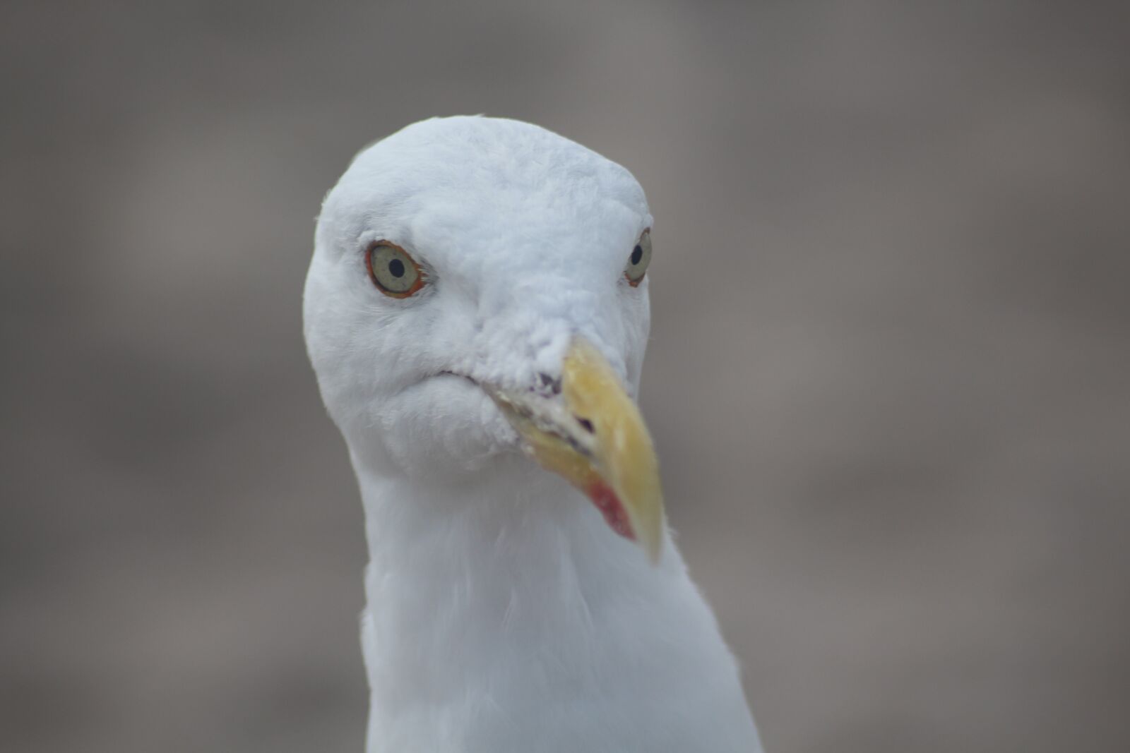 Canon EOS 700D (EOS Rebel T5i / EOS Kiss X7i) sample photo. Seagull, baltic sea, beach photography