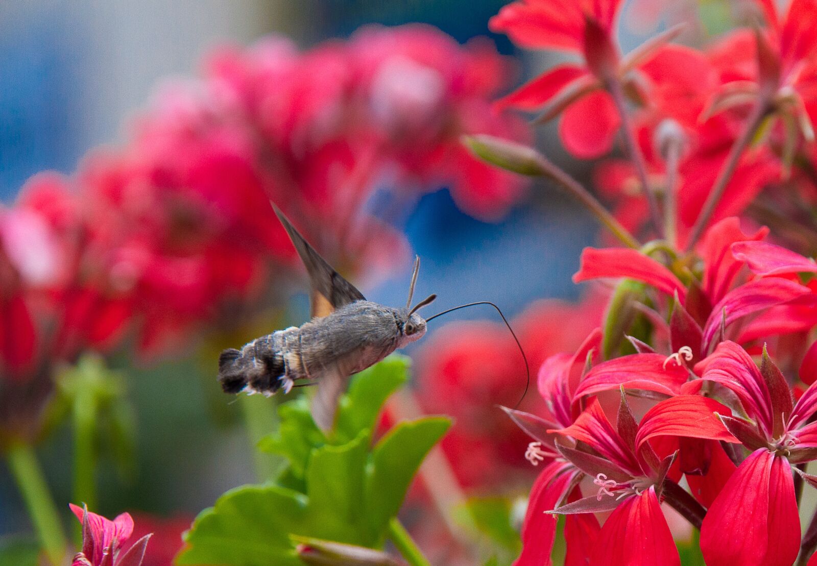 Canon EOS 7D + Canon EF-S 15-85mm F3.5-5.6 IS USM sample photo. Geraniums, insect, flower photography