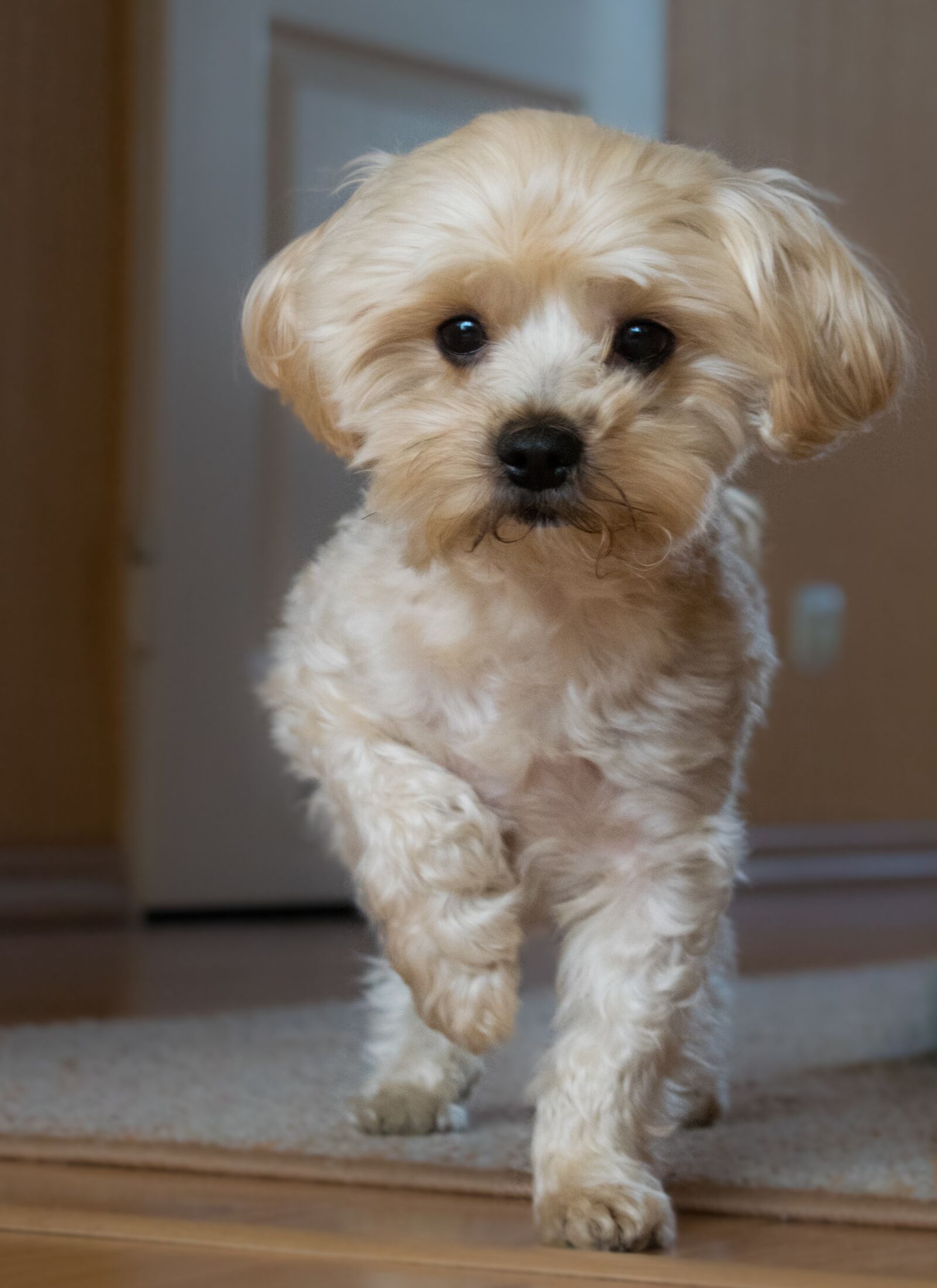 Nikon D3300 sample photo. Dog house, pets, charming photography