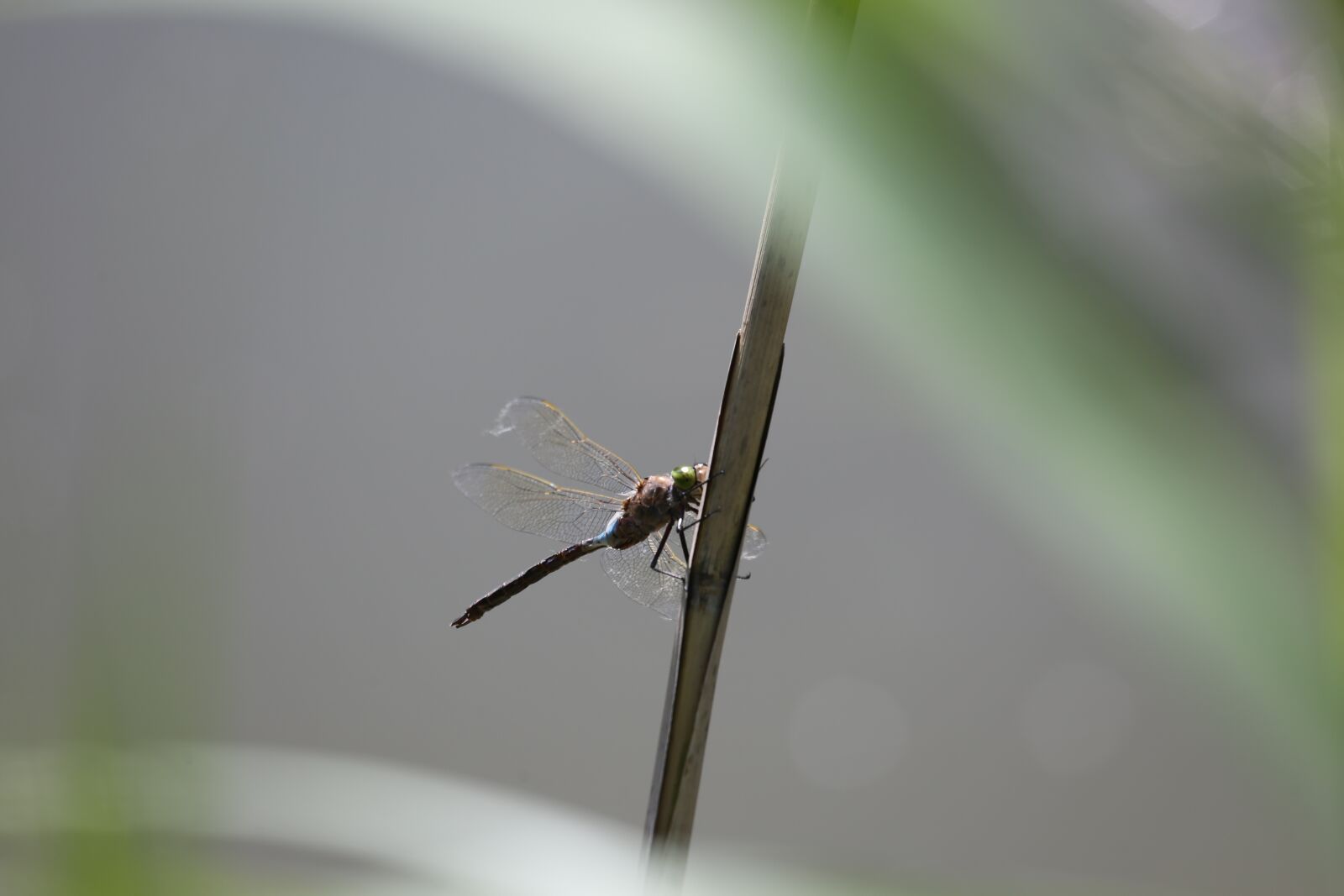 Canon EF 100-400mm F4.5-5.6L IS USM sample photo. Dragonfly, insect, blade of photography
