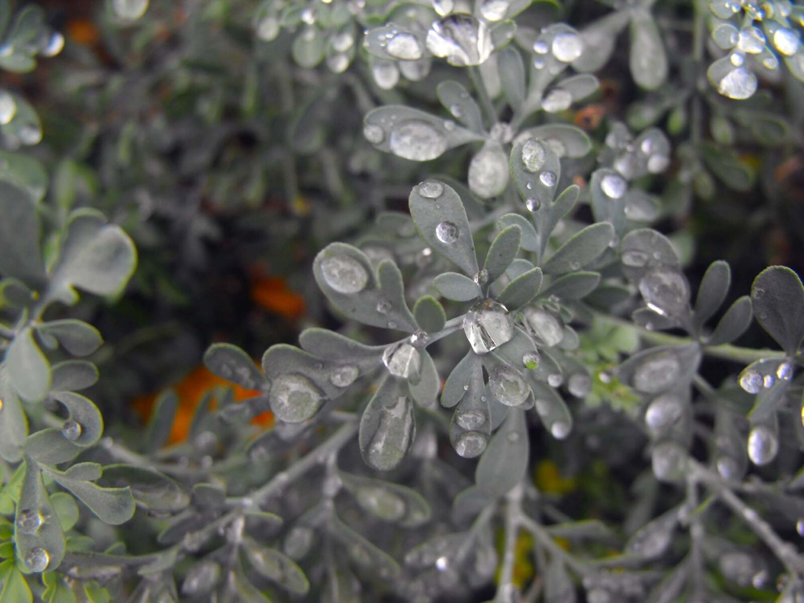 Fujifilm FinePix S1000fd sample photo. Plant, drops, rosa photography